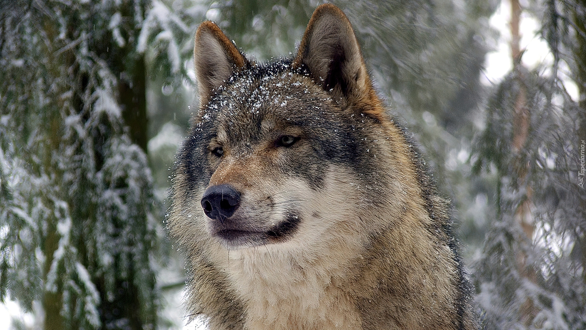 Волк. Таёжный волк. Волк в тайге. Волк зимой фото.