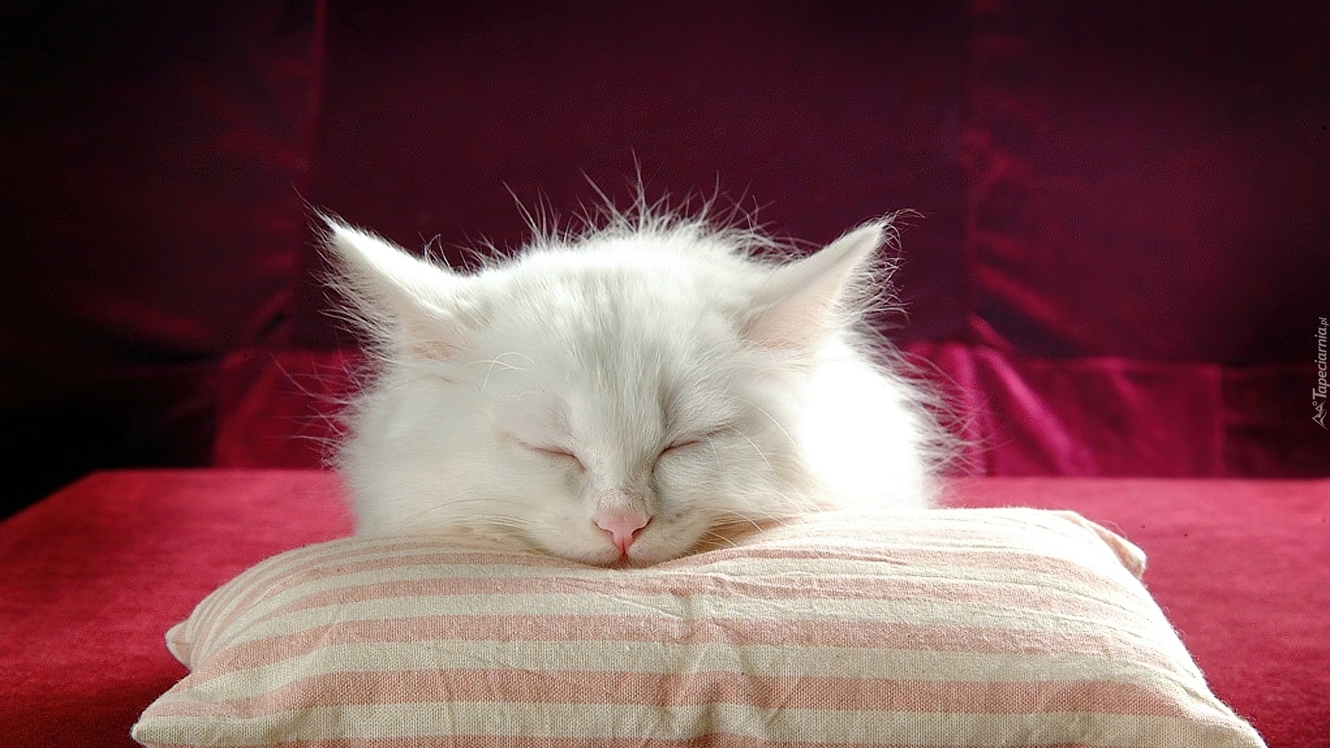 Спи спокойно словно. Спящие котята. Спокойной ночи с кошками.