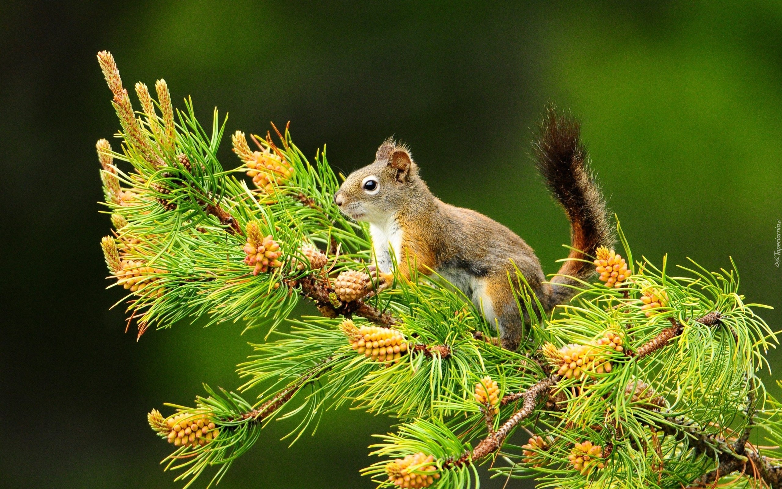 Wiewiórka, Drzewo, Zieleń
