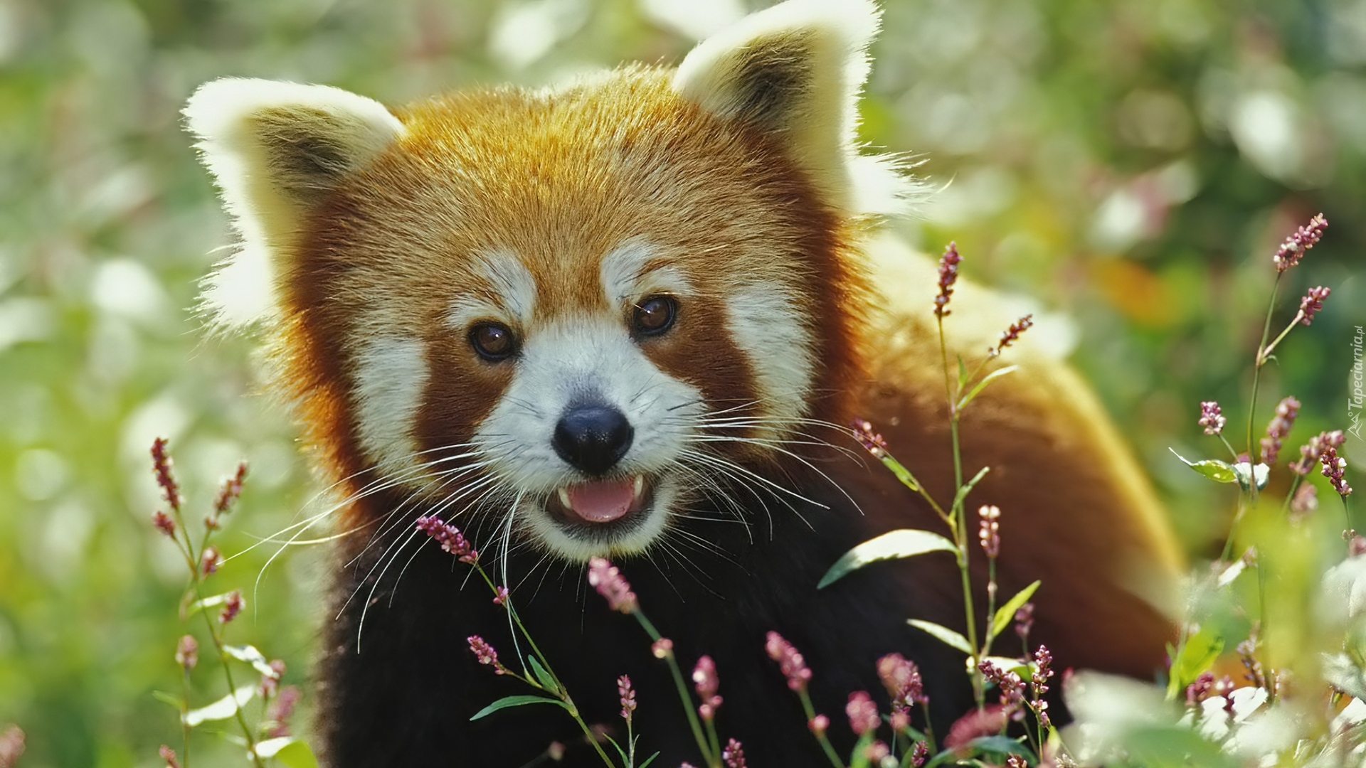 Panda, Czerwona, Pandka ruda