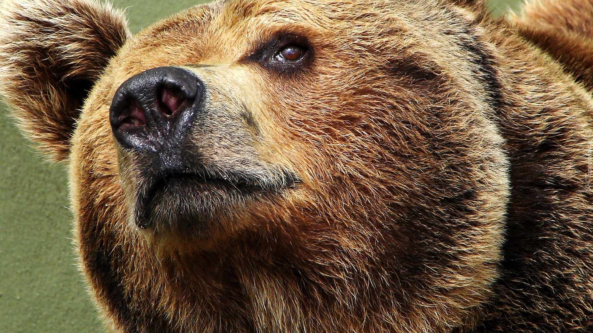 Какой нос у медведя. Нос медведя. Морда медведя. Глаза медведя. Лицо медведя.