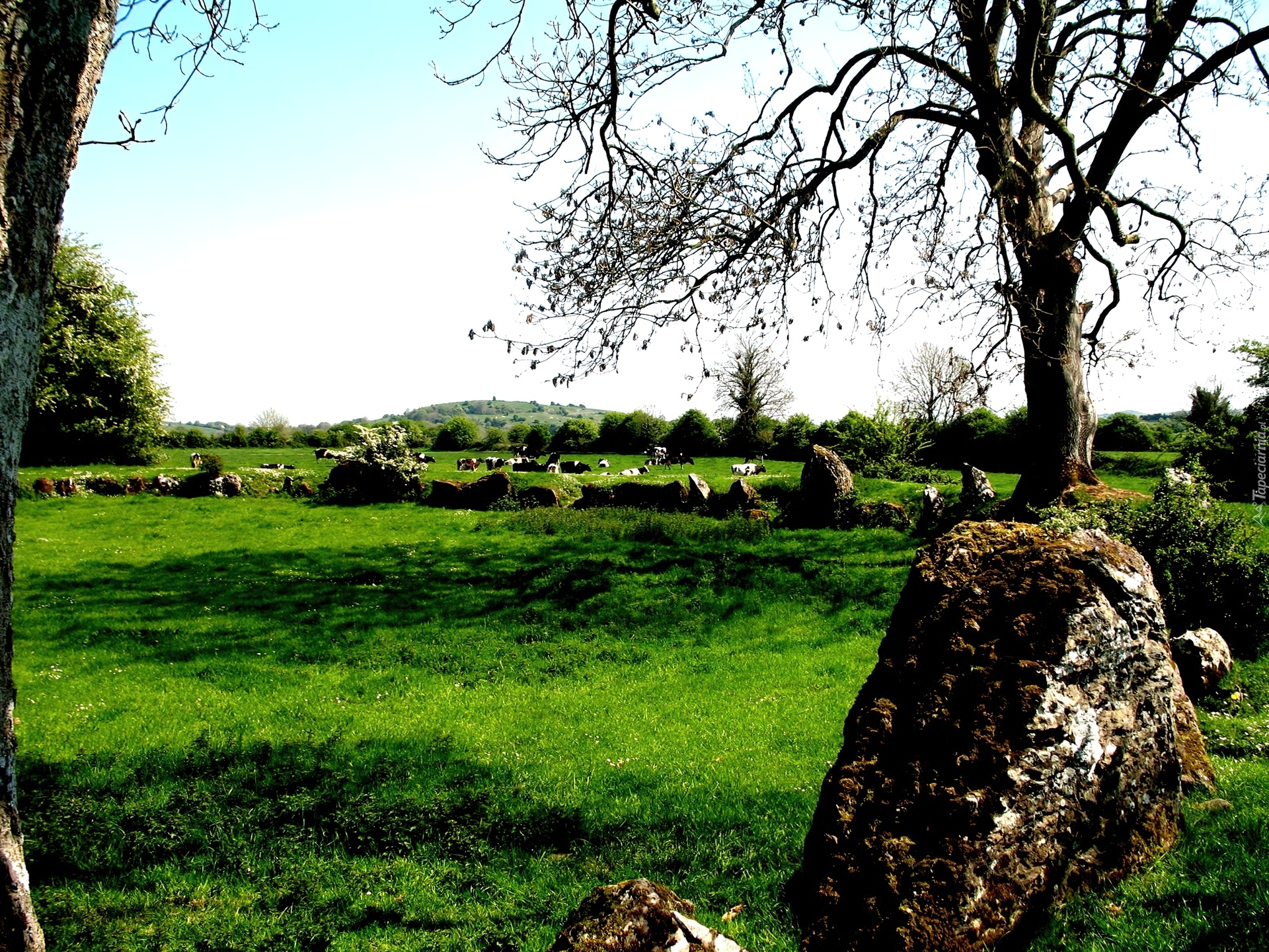 Irlandia, Łąka, Natura, Przyroda