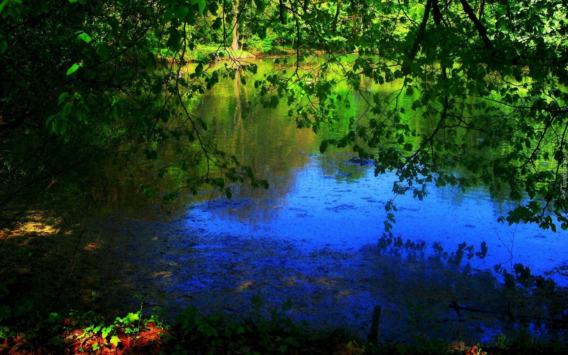 Jezioro, Drzewa