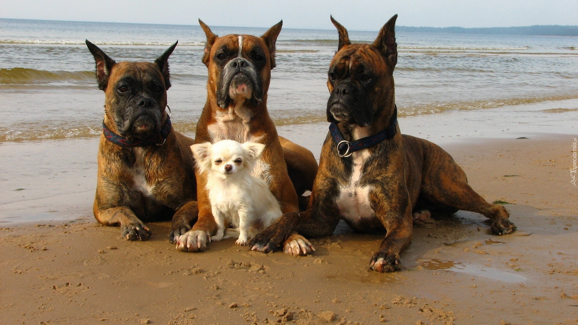 Trzy, Boksery, Mały, Piesek