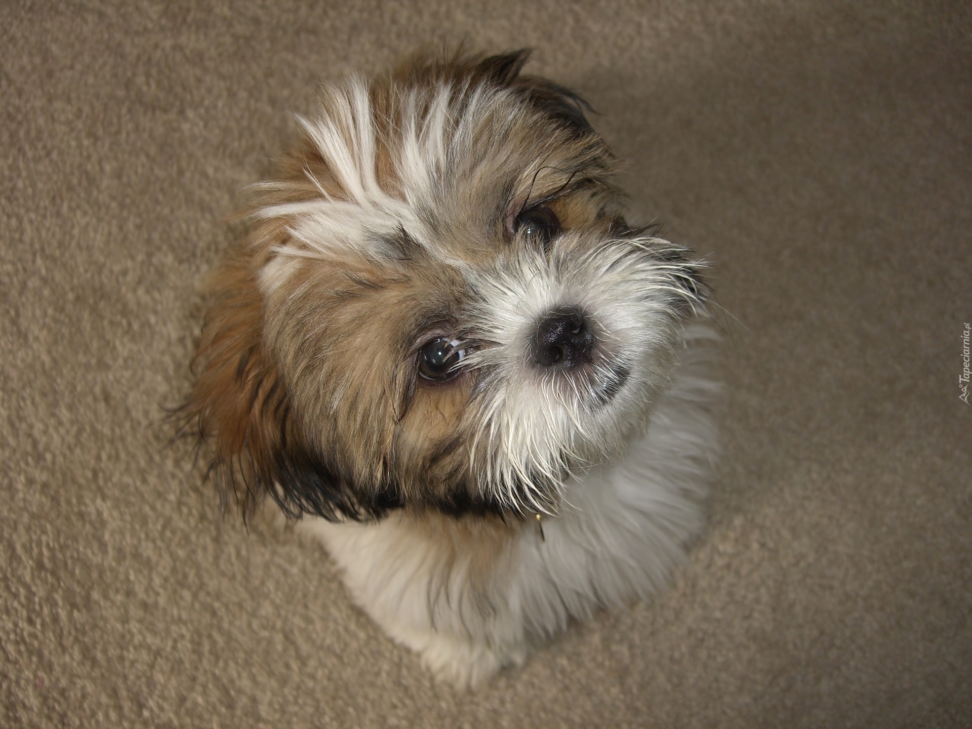 Mały, Shih Tzu