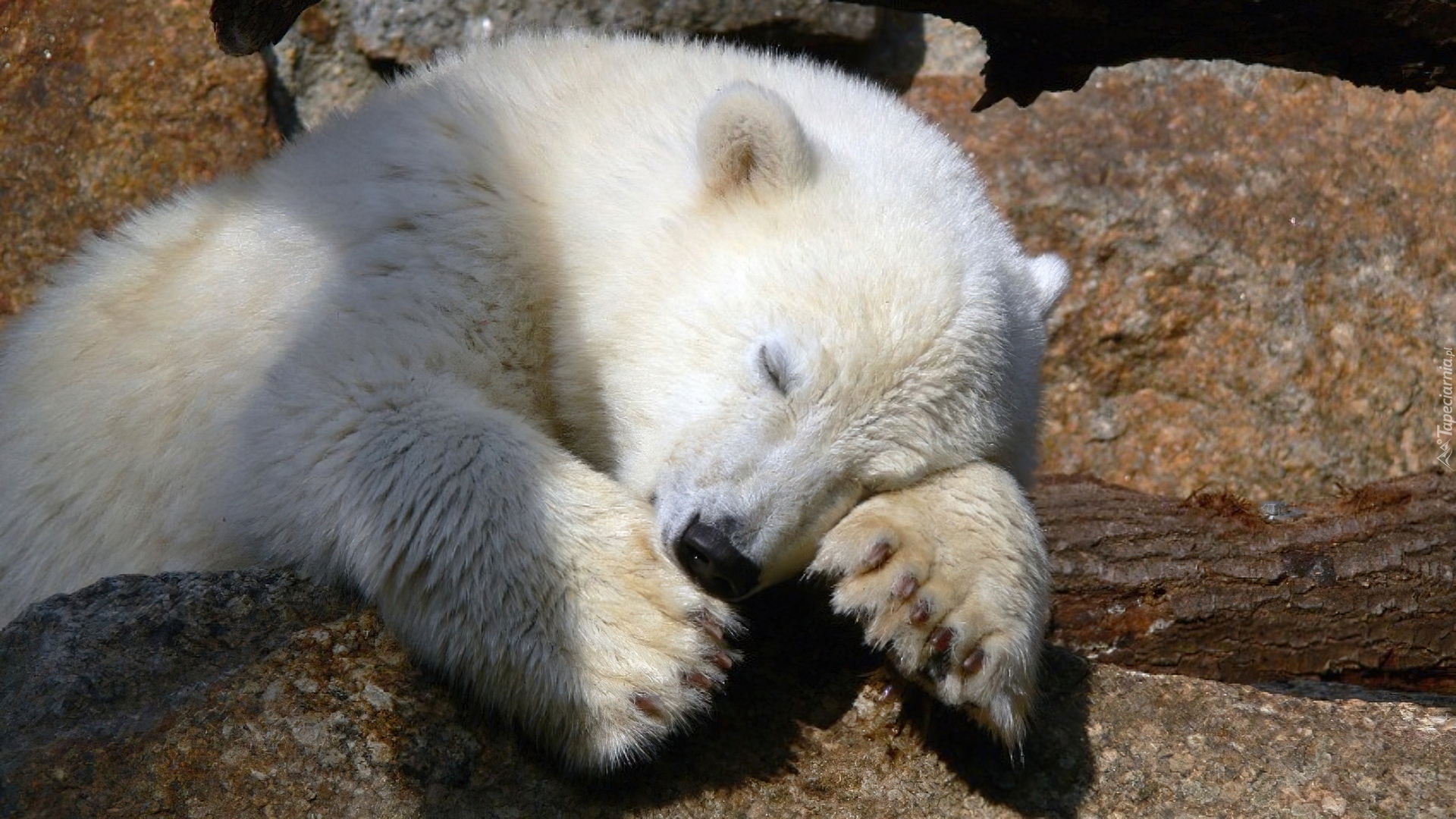 Niedźwiedź, Polarny