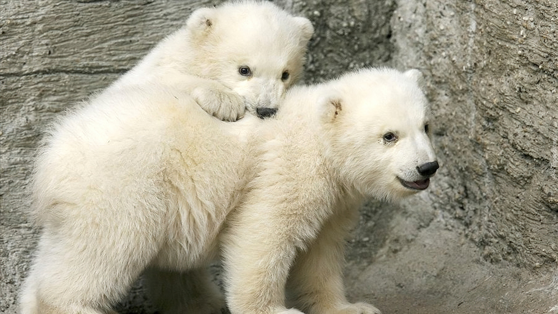 Dwa, Misie, Polarne