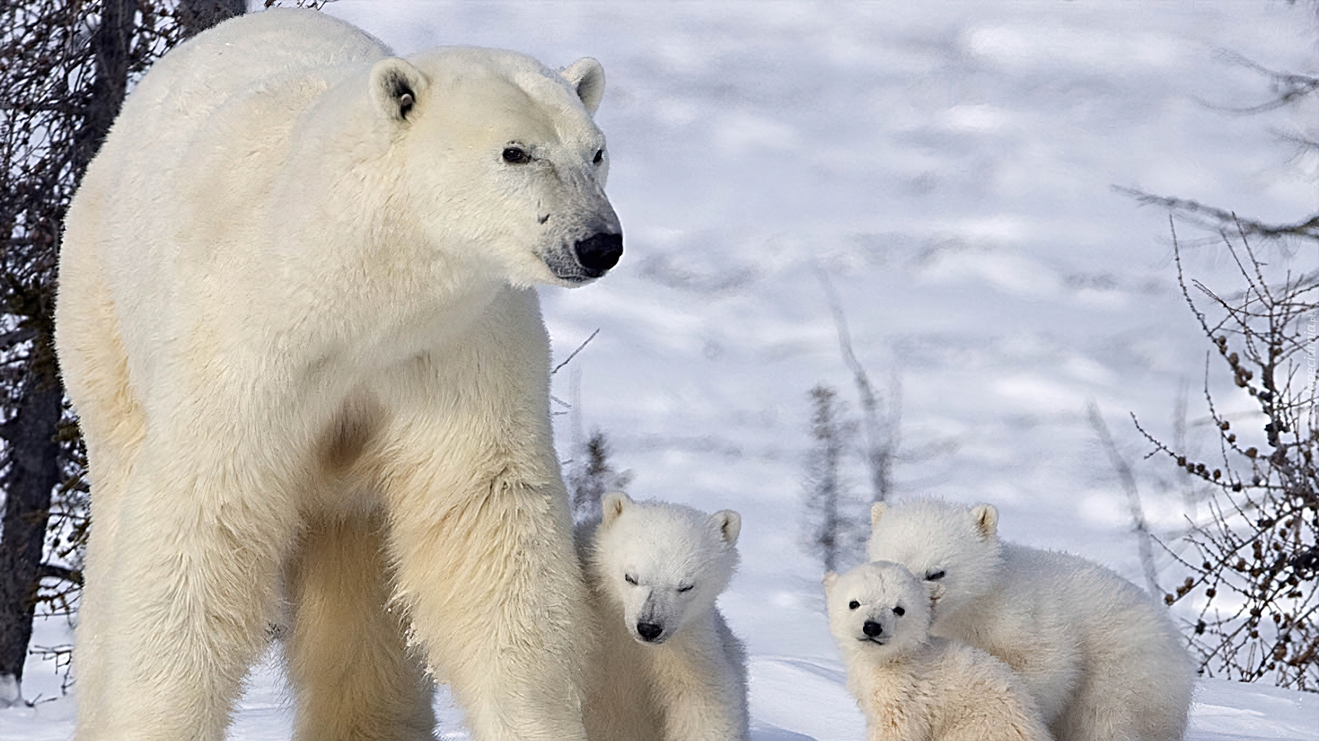 Rodzinka, Niedźwiedzi, Polarnych