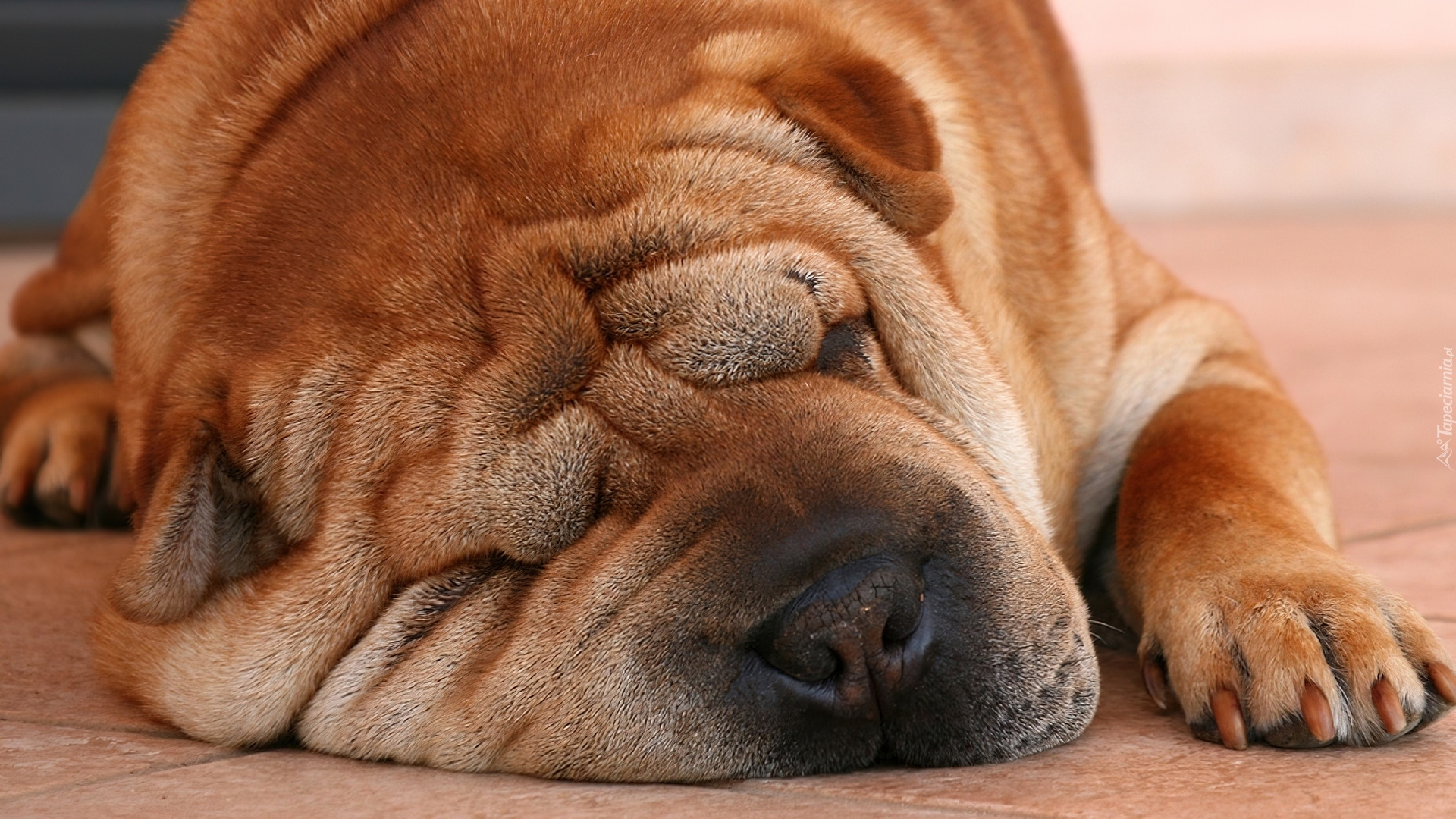 Piękny, Shar, Pei