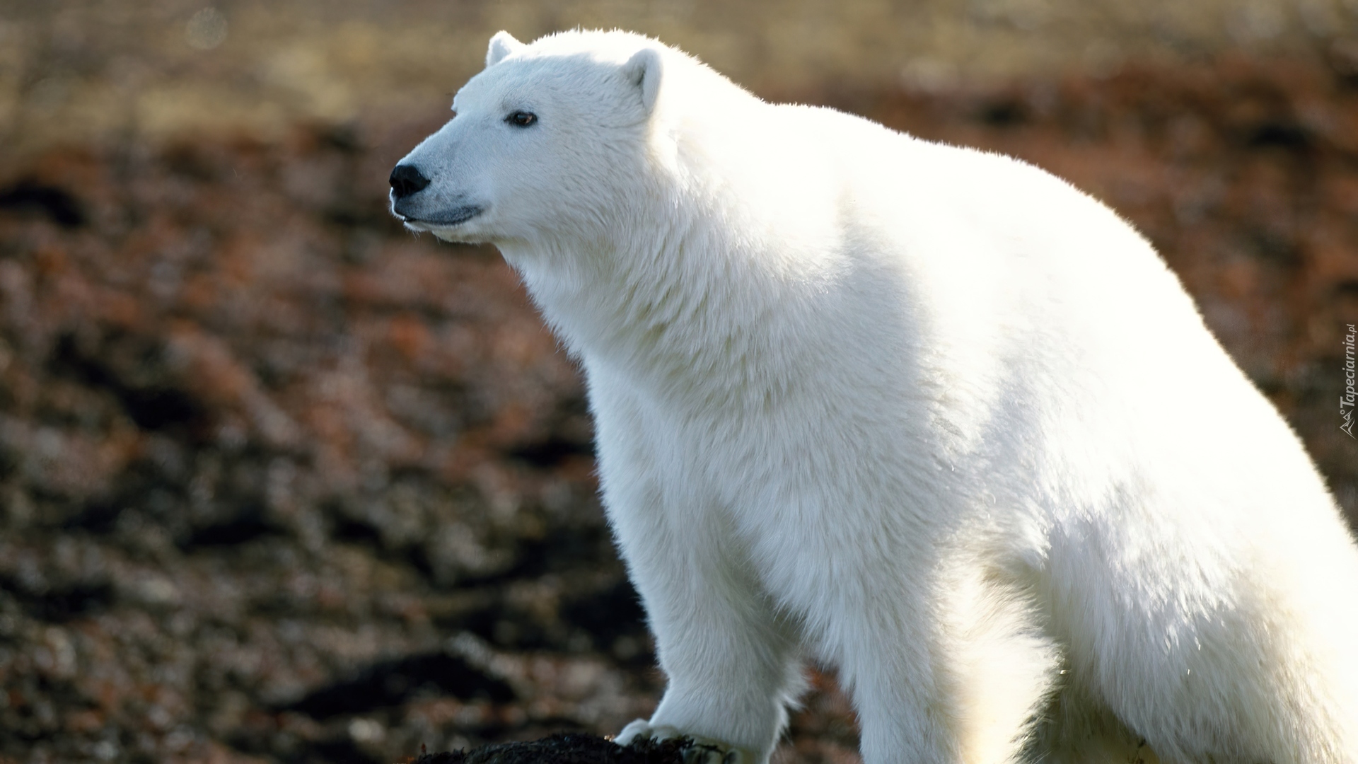 Niedźwiedź, Polarny