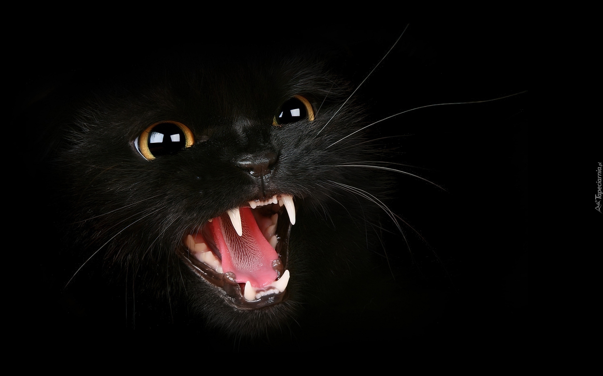 Czarny, Kot, Zęby