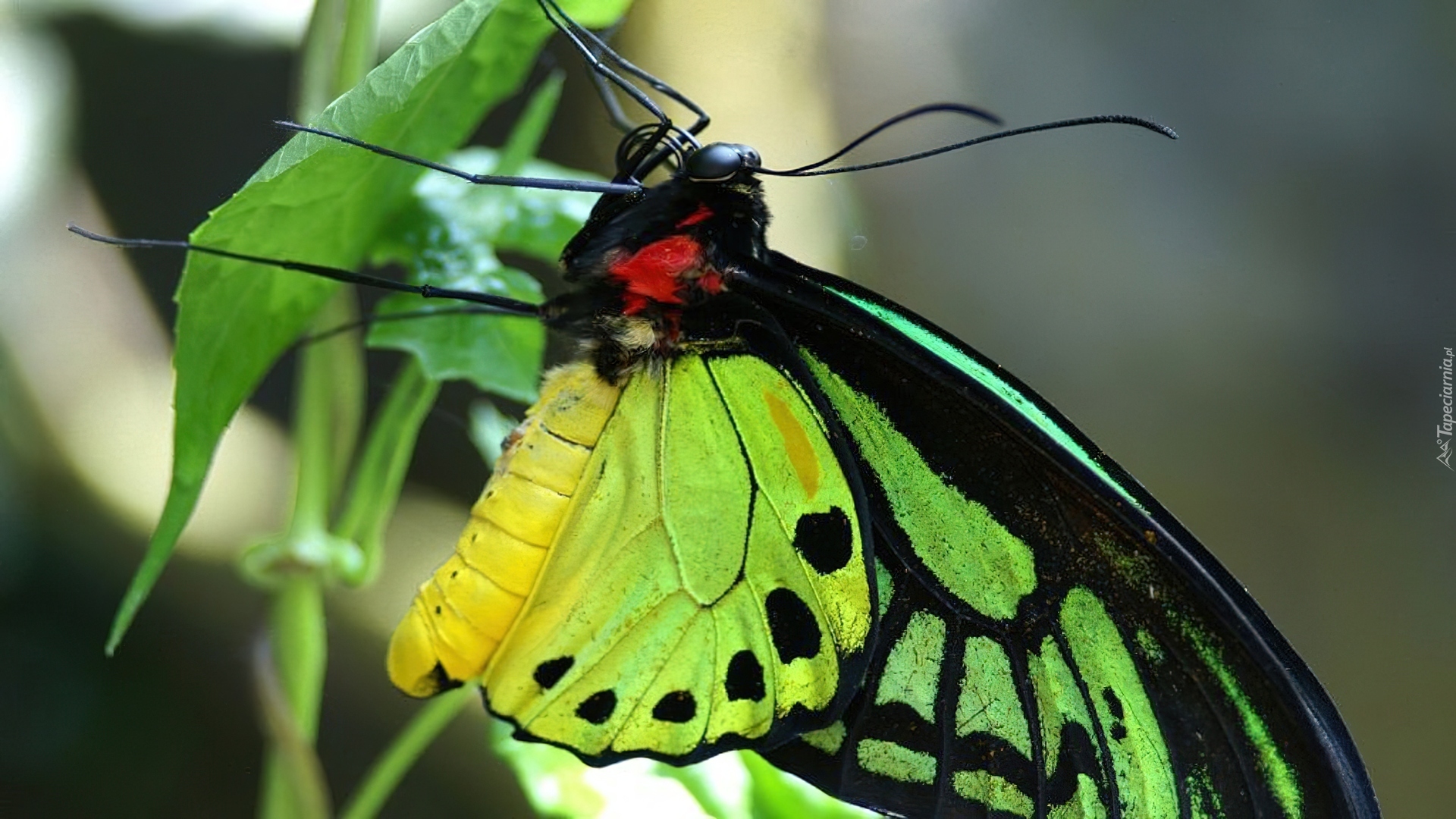 Roślina, Motyl, Seledynowy