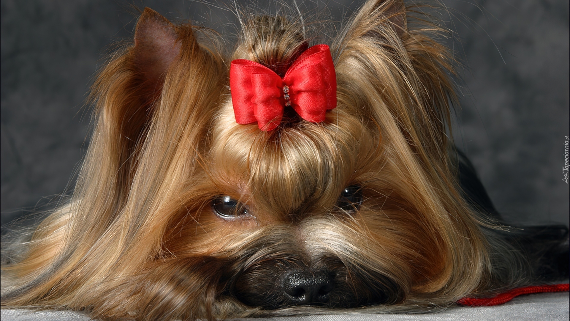 Yorkshire Terrier, Kokardka