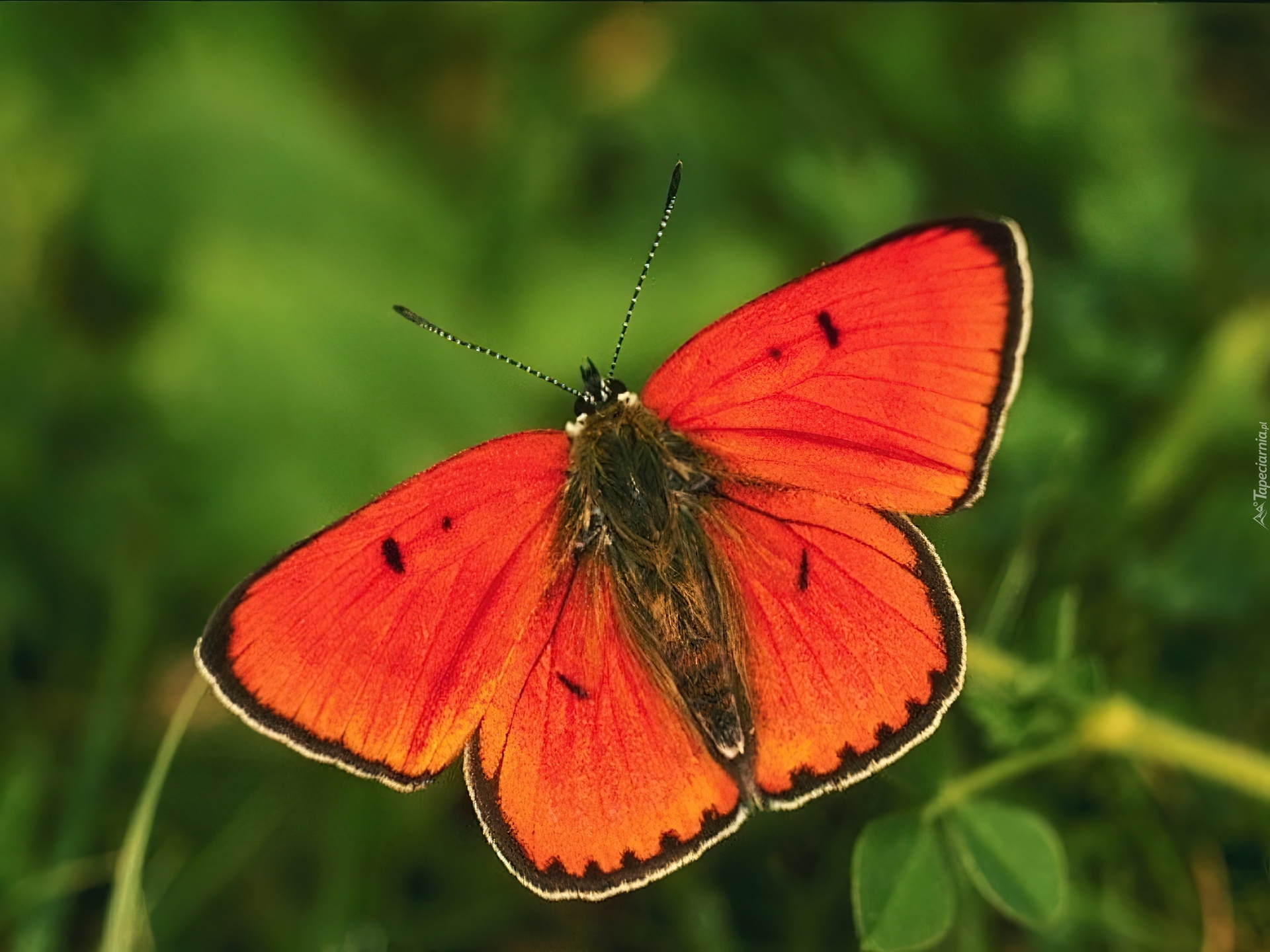 Pomarańczowy, Motyl