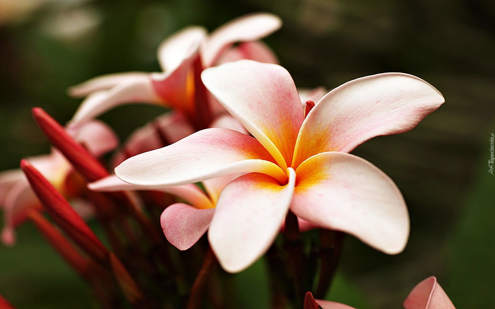 Piękna, Różowa, Plumeria