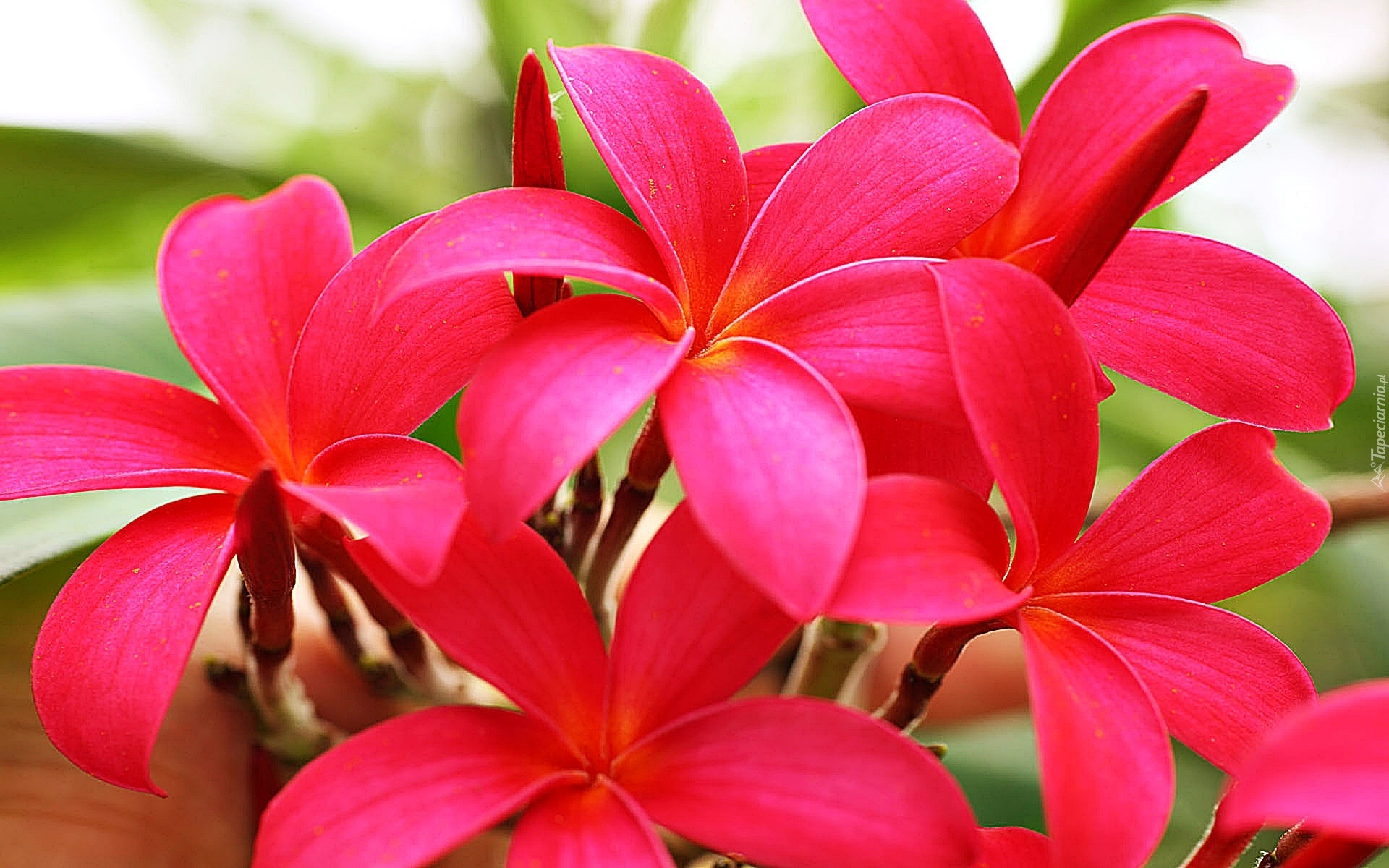 Różowa, Plumeria