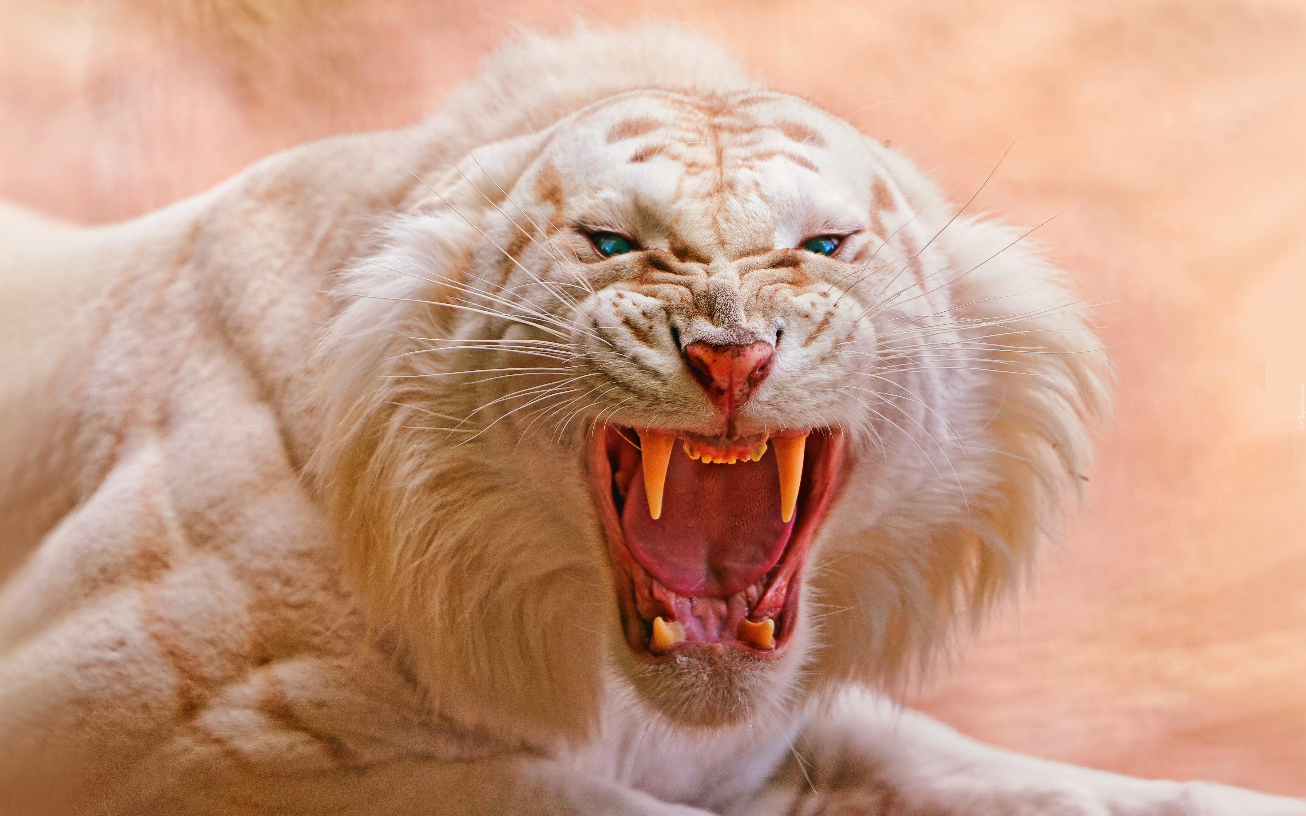 Rozwścieczony, Biały, Tygrys