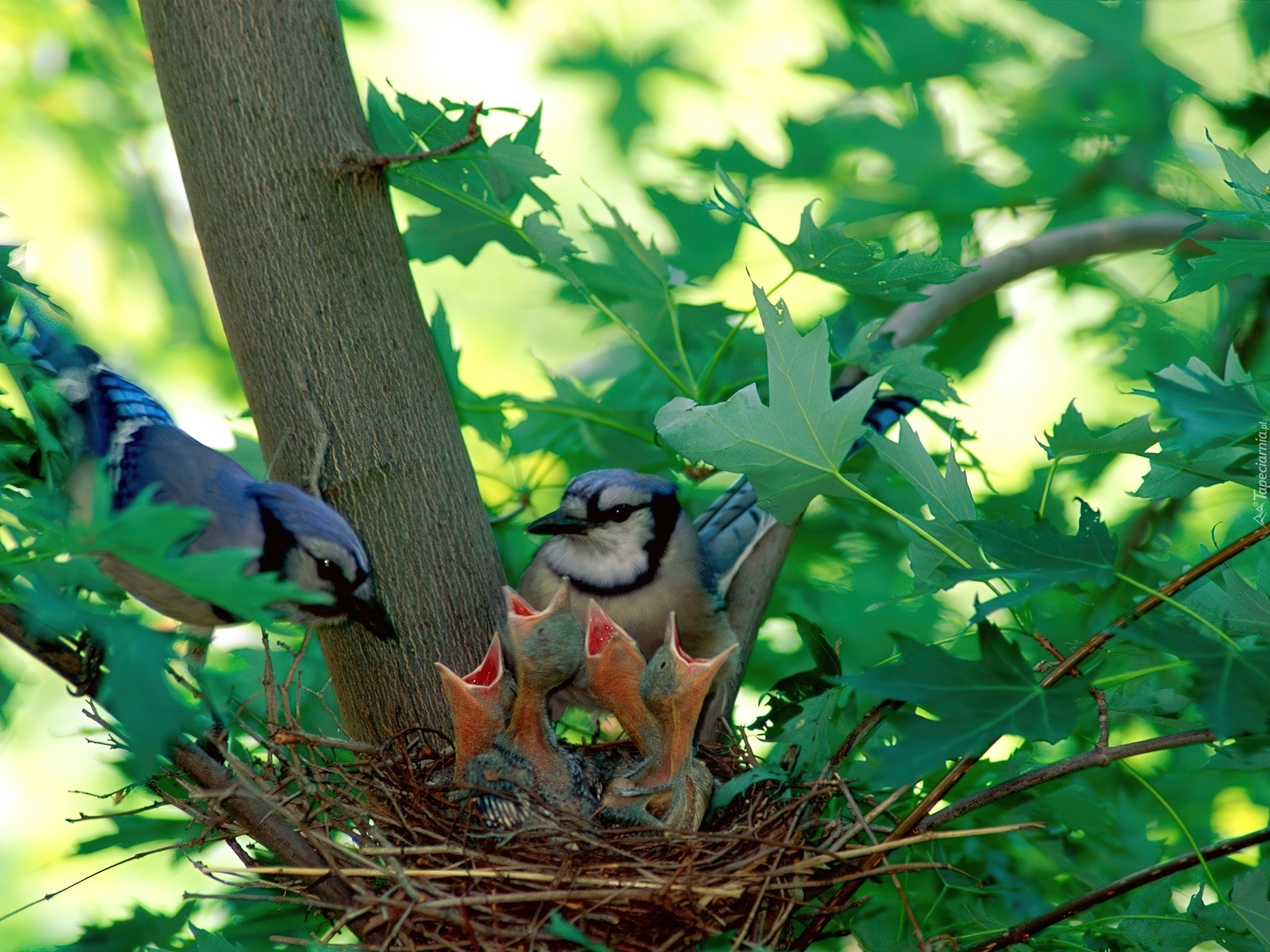 She likes birds. Птицы в лесу. Птицы летом. Красивая природа с птичками. Природа и животные.