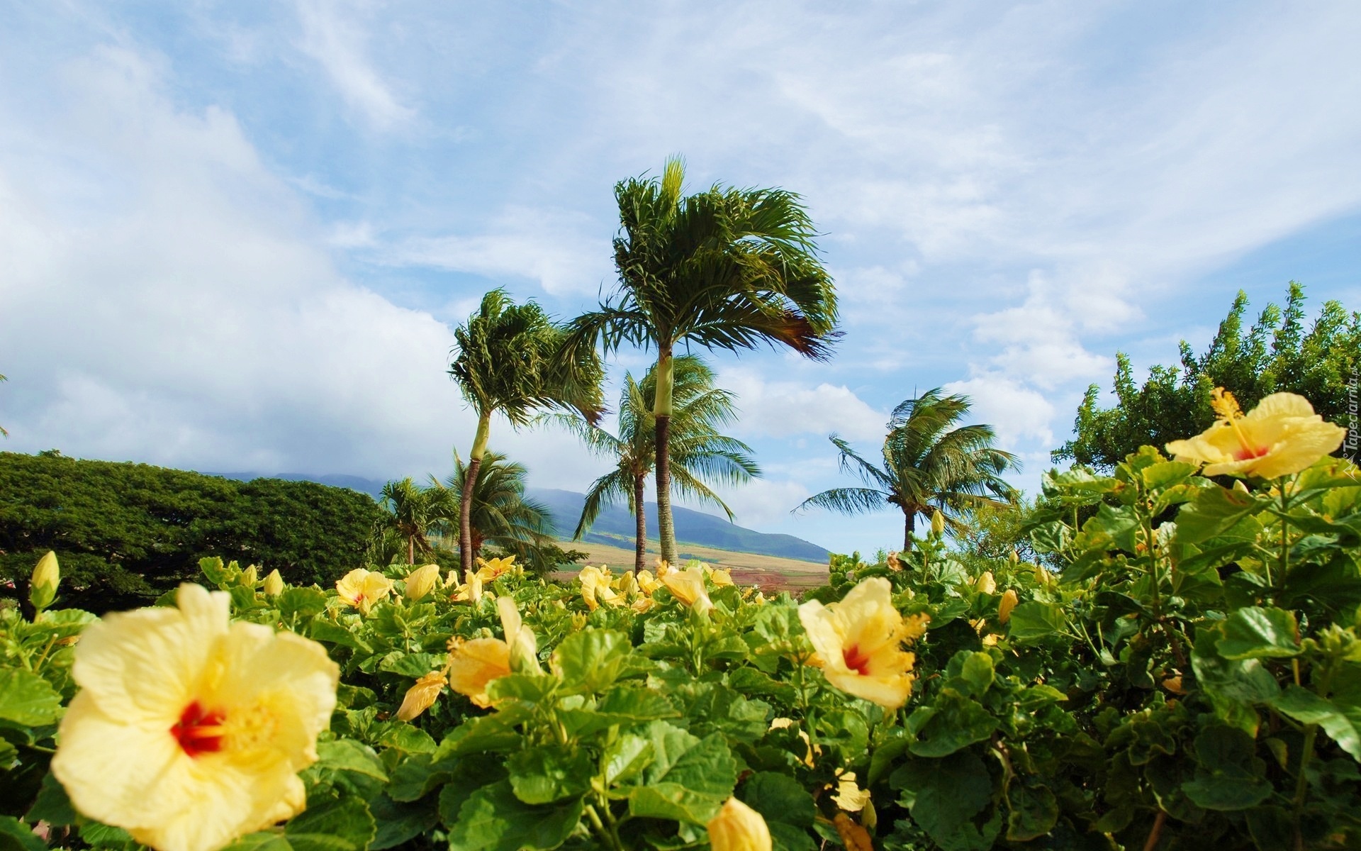 Palmy, Kwiaty, Hibiskus