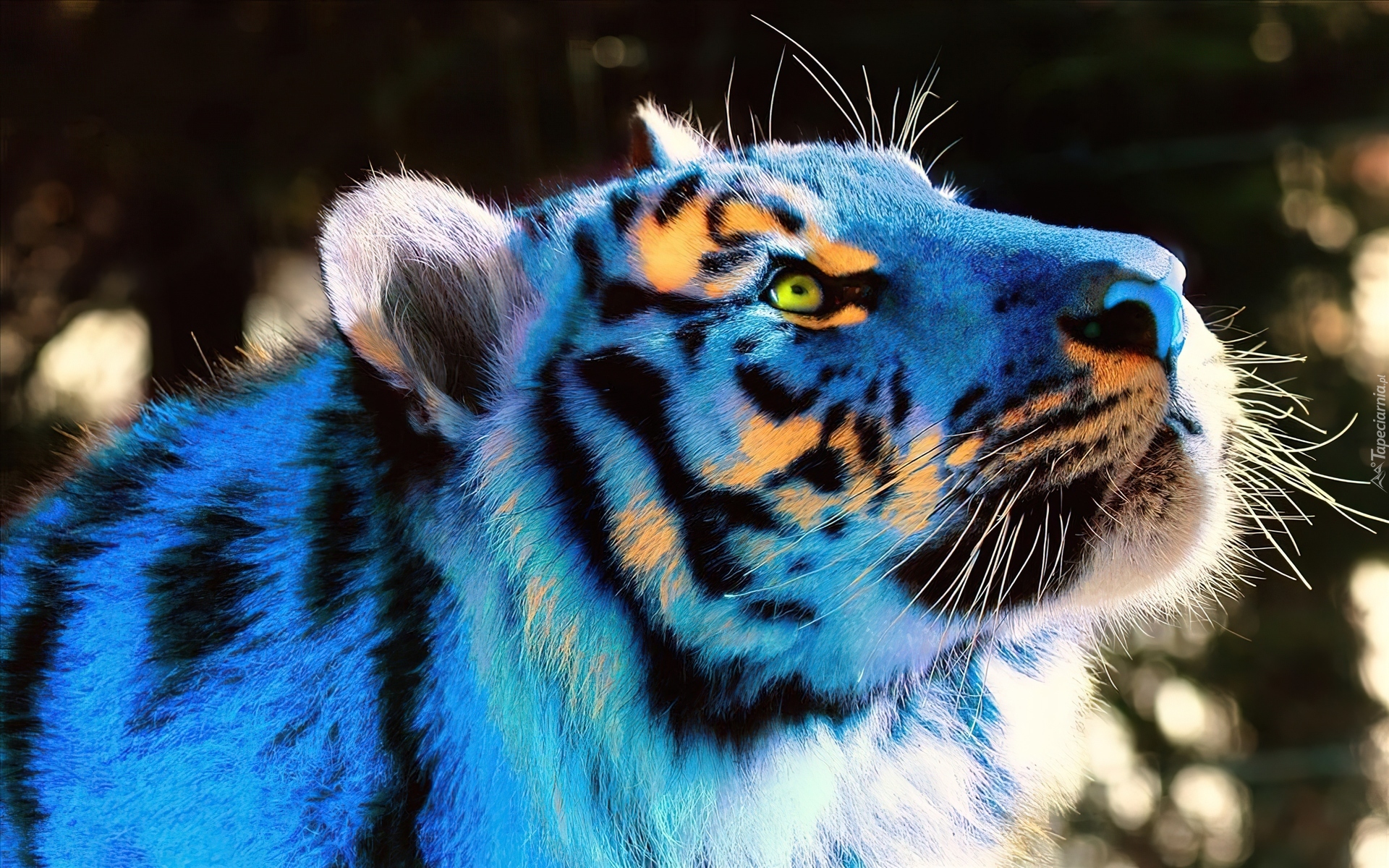 Niebieski, Tygrys