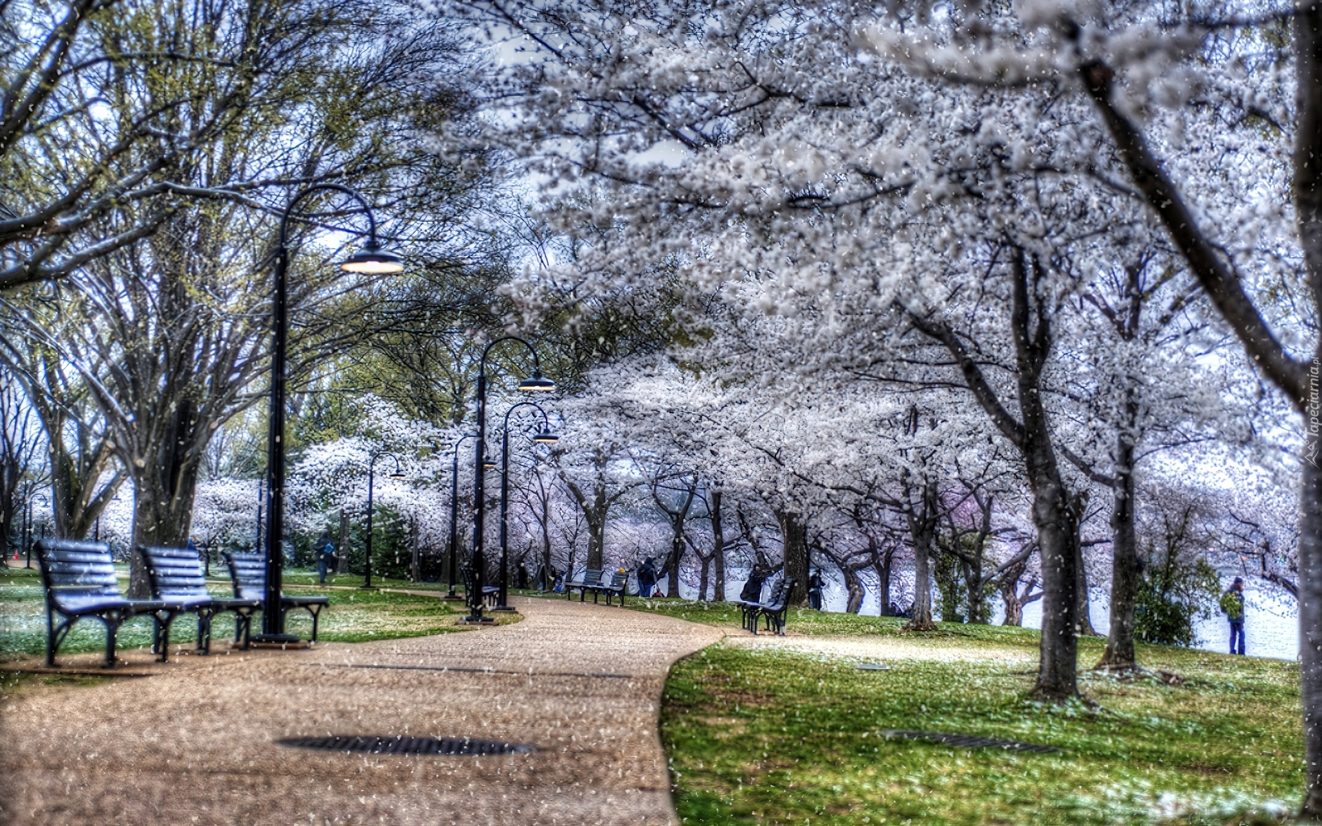 Park, Kwitnące, Drzewa, Ławki