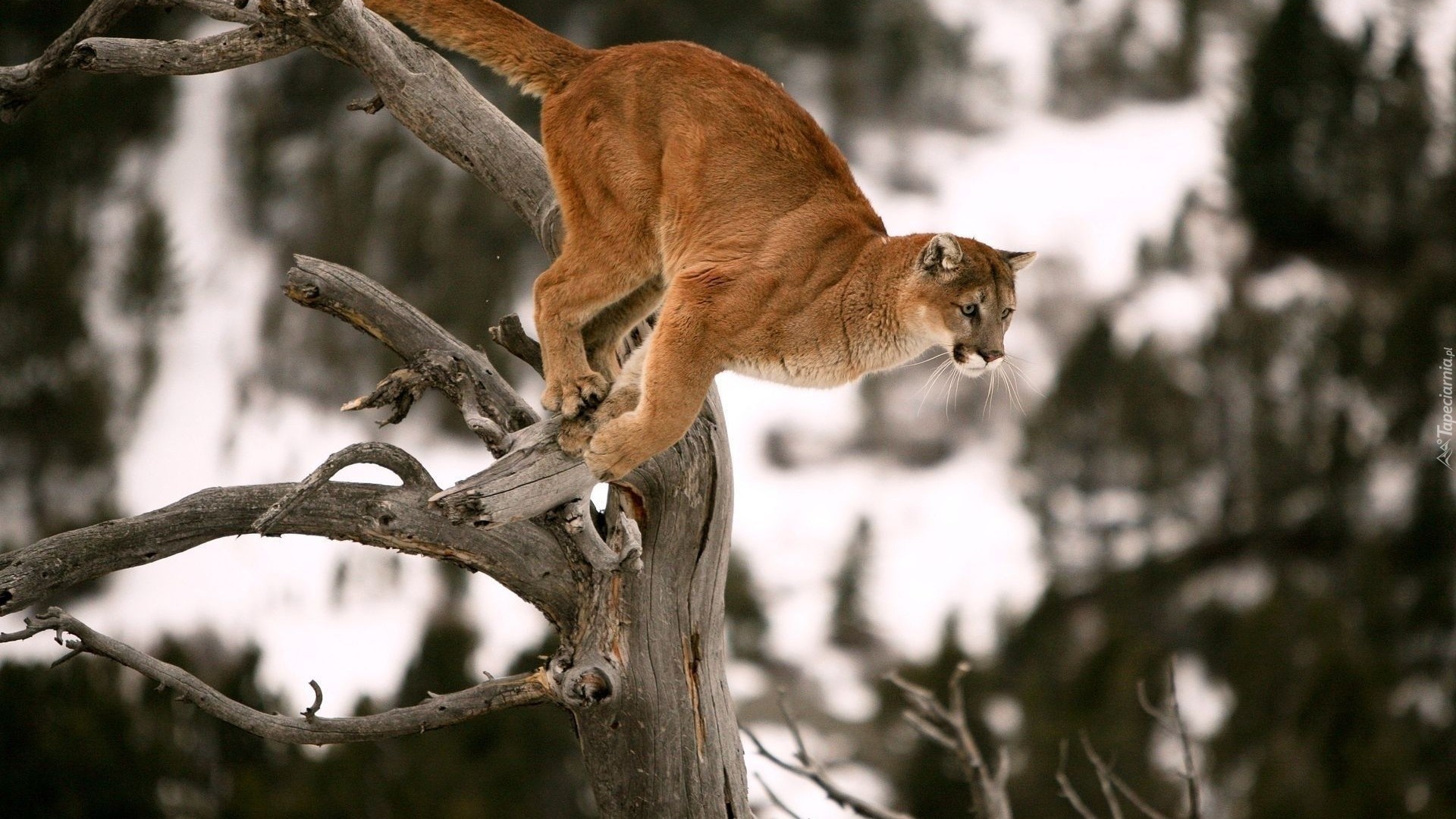 Suche, Konary, Skacząca, Puma