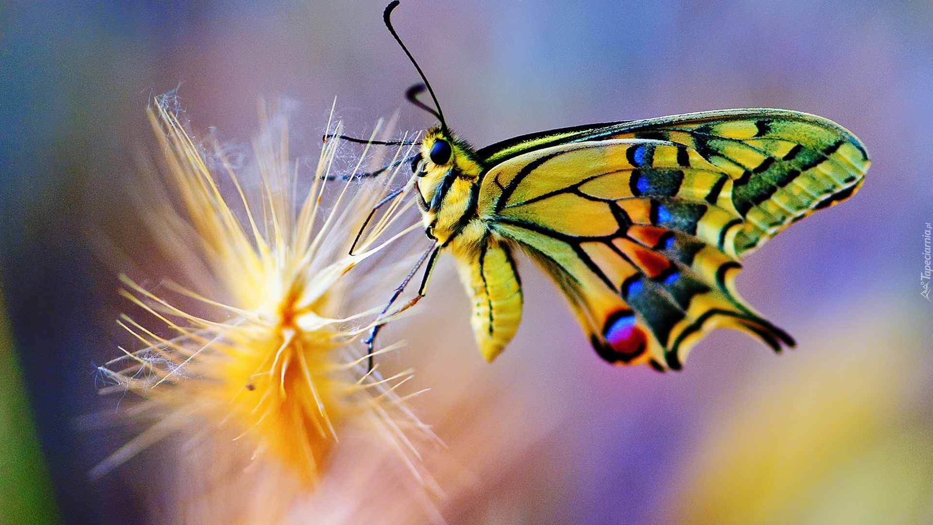 Видео бабочки летают. Бабочки. Бабочка в полете. Красивые бабочки. Полет бабочки.