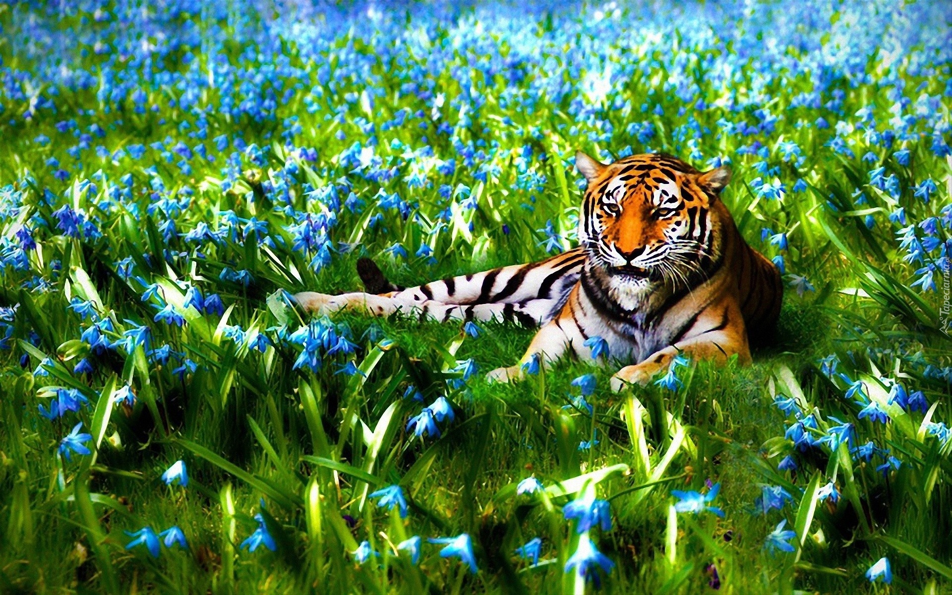 Leżący, Tygrys, Kwiaty, Trawa