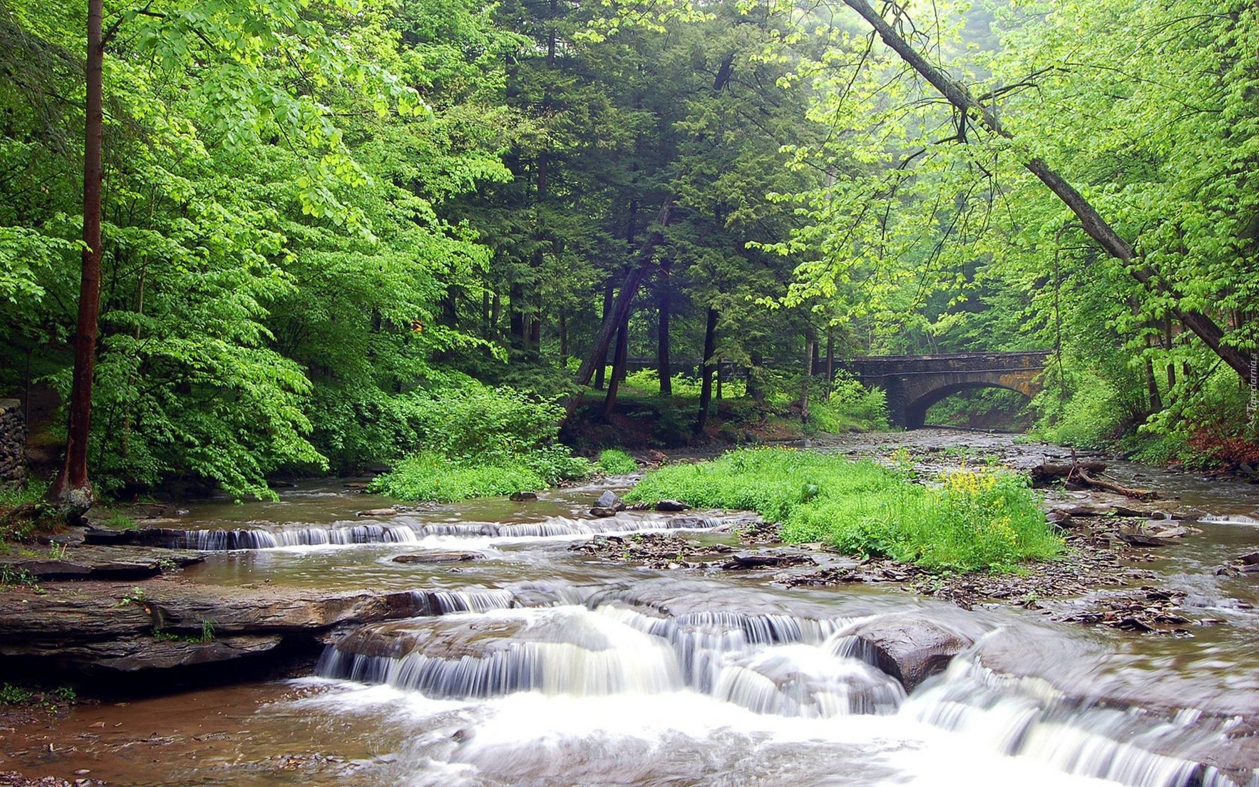 Rzeka, Drzewa