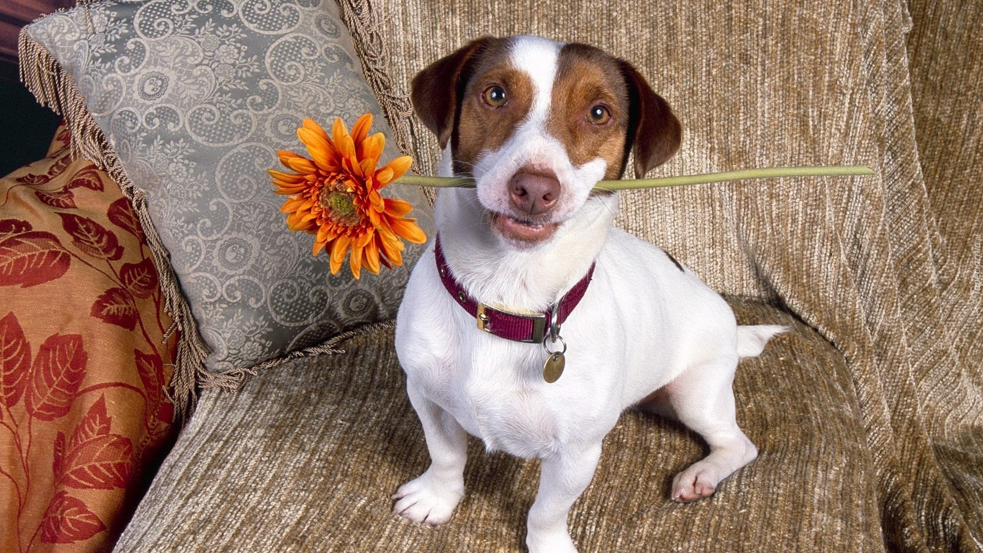 Jack Russell Terrier, Kwiatek