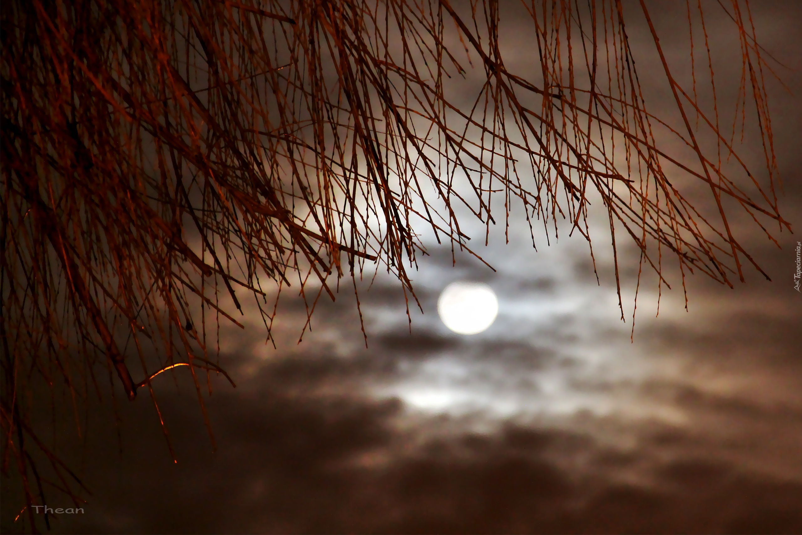 Gałązki, Nocne, Niebo, Księżyc