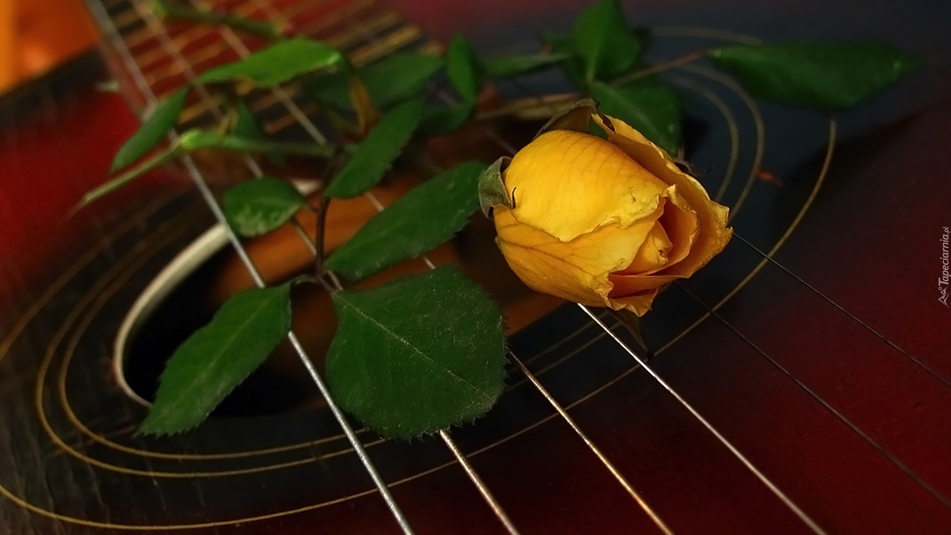 Róża, Gitara, Struny