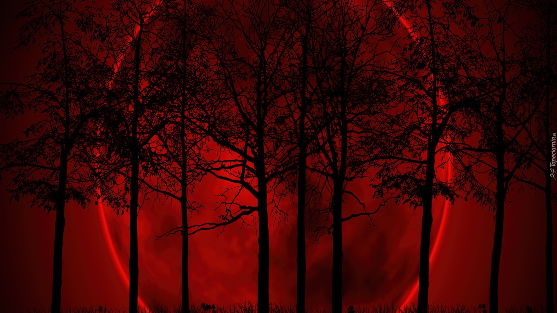 Noc, Drzewa, Czerwony, Księżyc