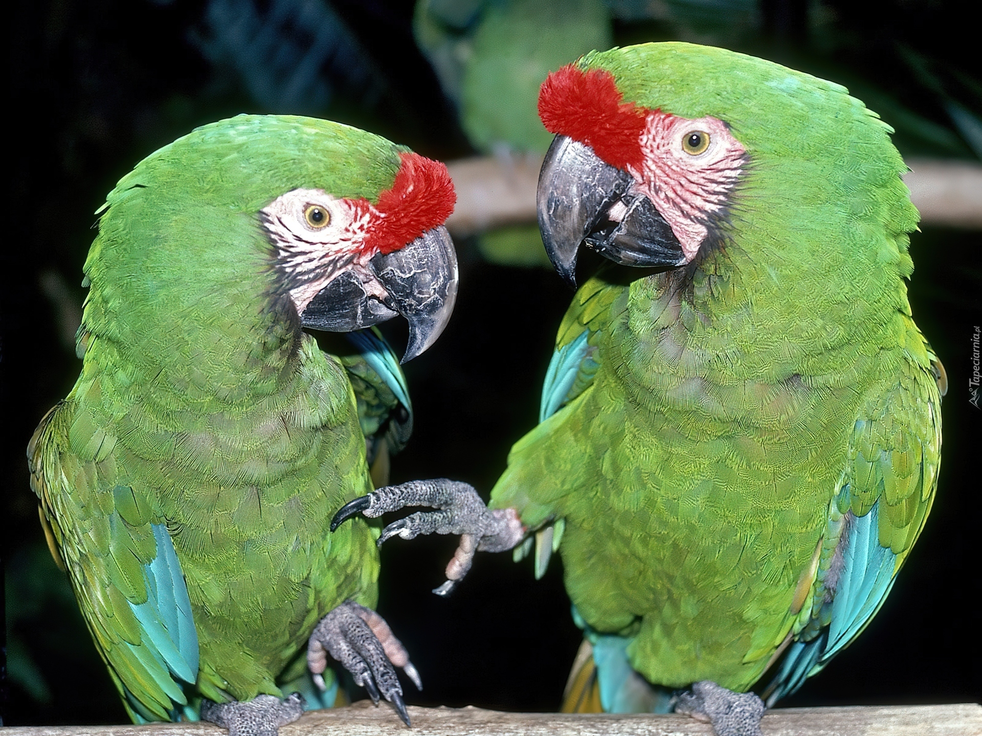 Dwie, Zielone, Papugi