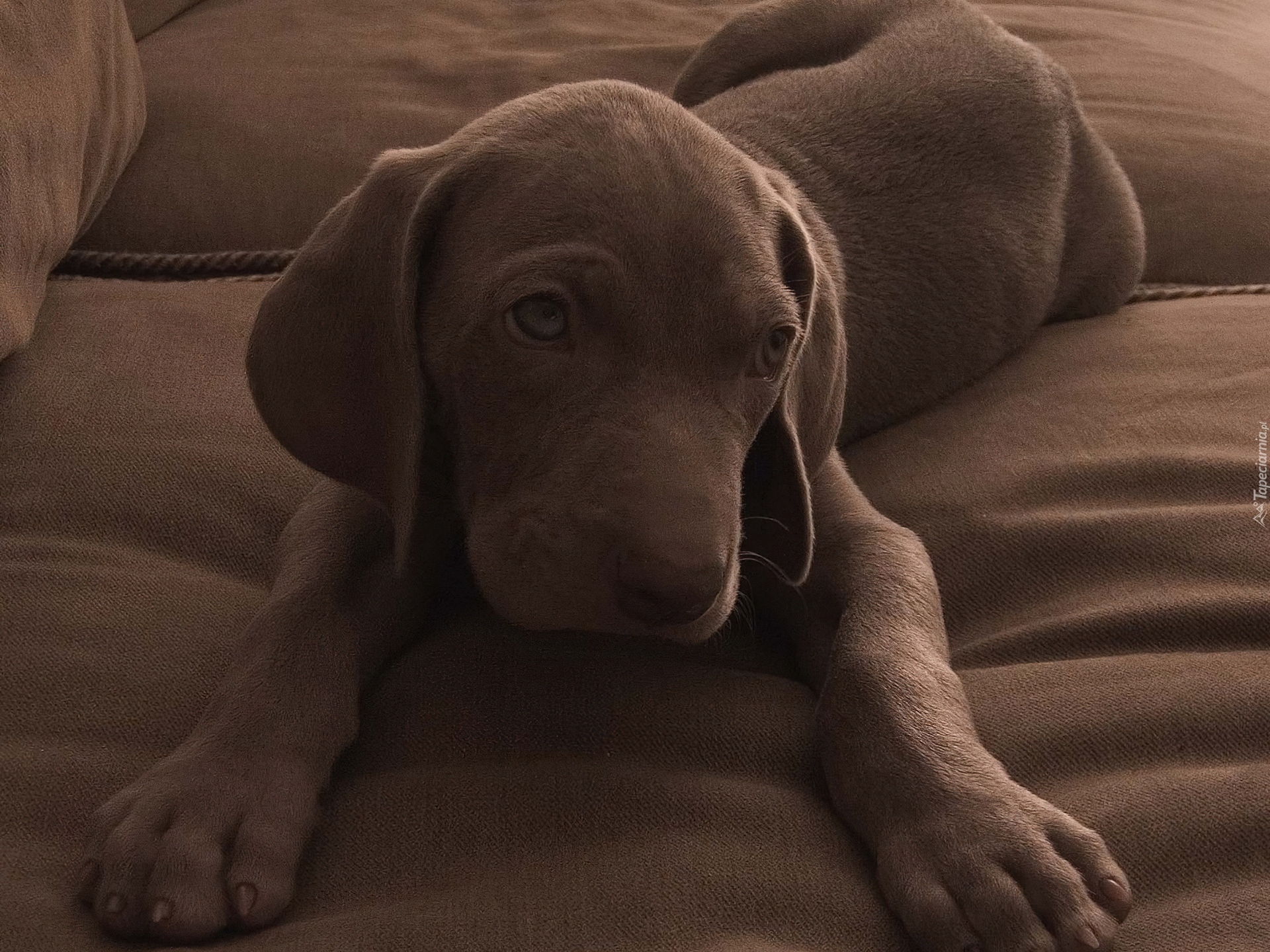 Pies, Labrador retriever, Szczeniak, Czekoladowy