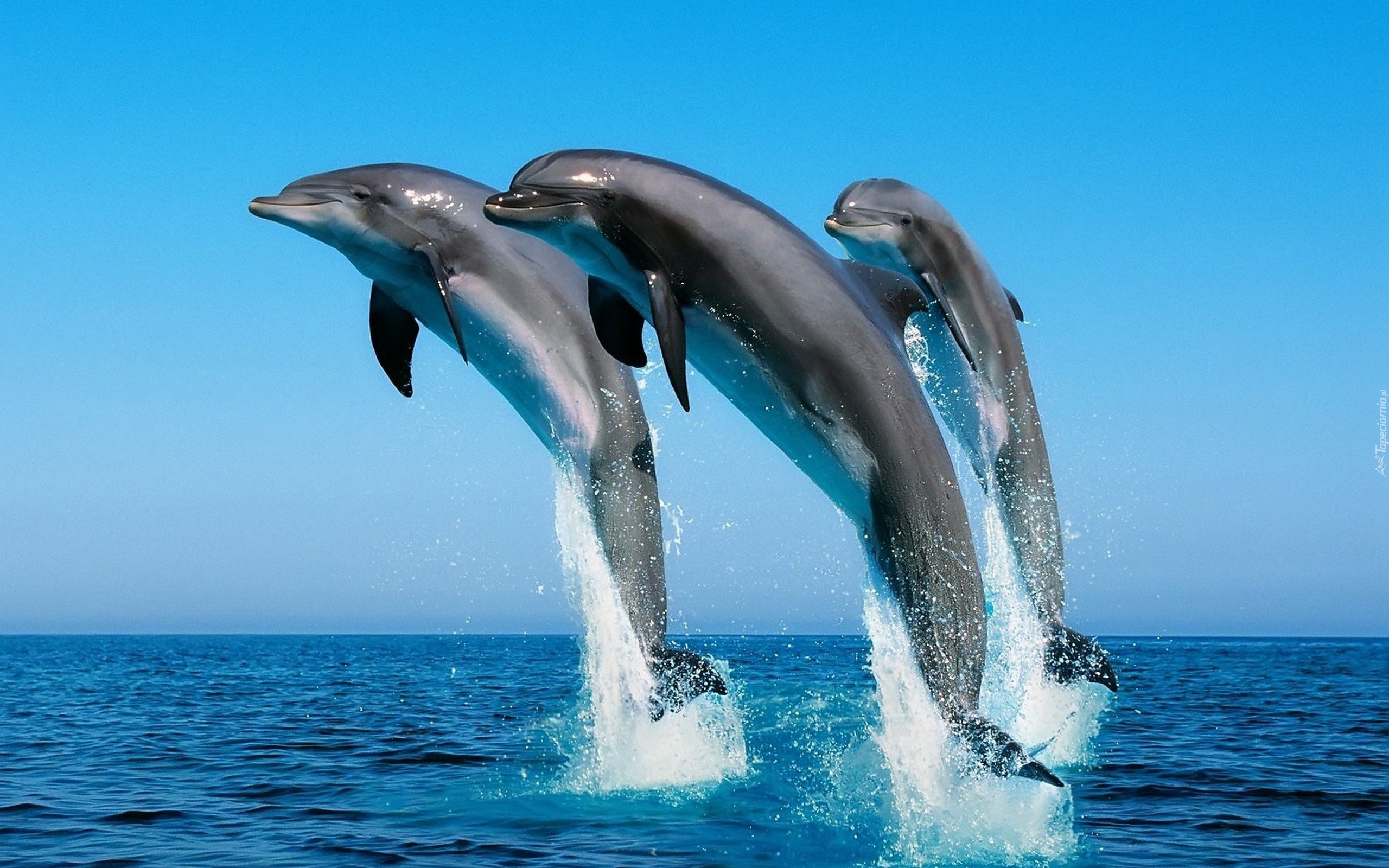 Delfiny, Ocean, Skok