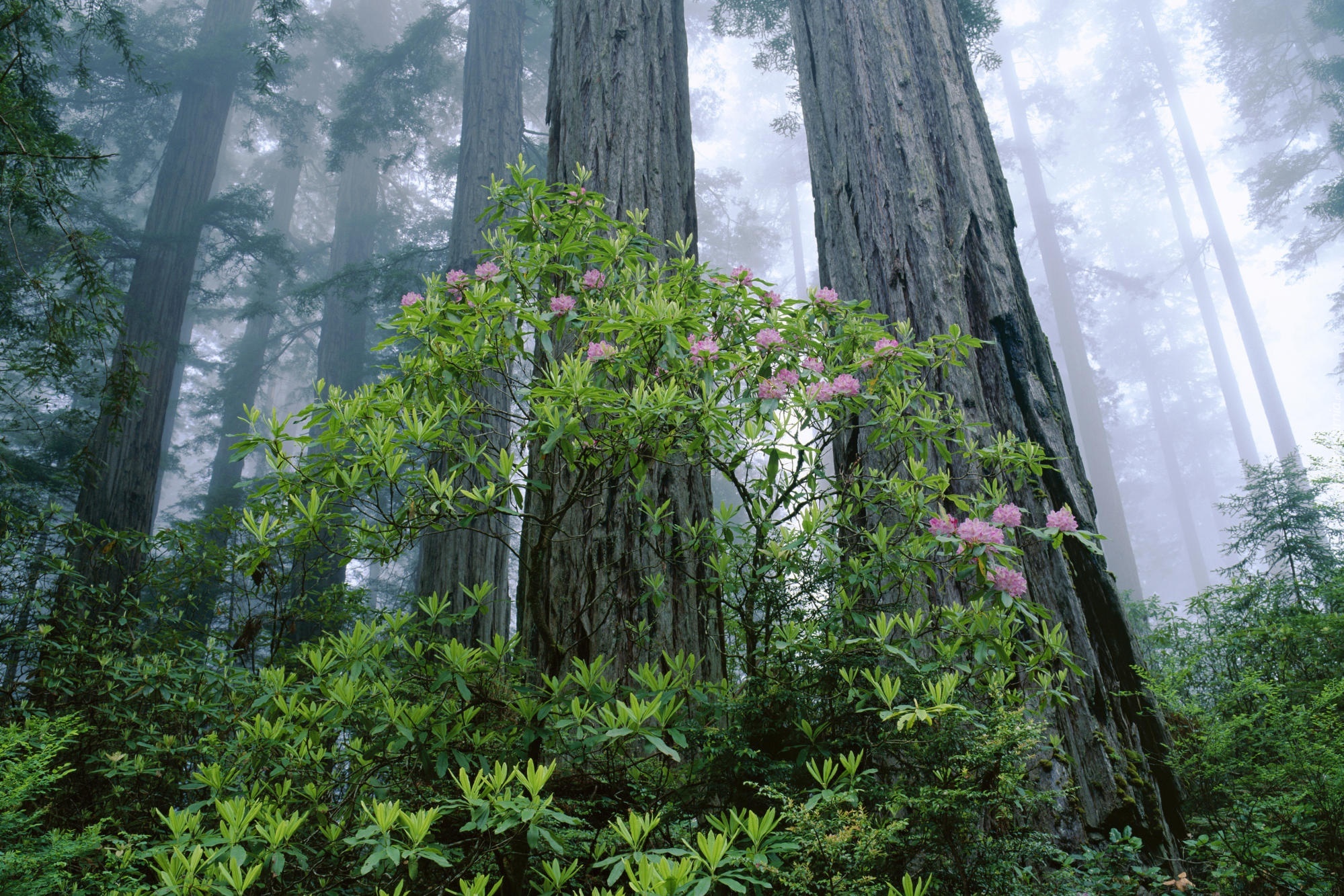 Stany Zjednoczone, Stan Kalifornia, Park Narodowy Redwood, Las, Drzewa, Mgła, Krzew, Różanecznik, Rododendron