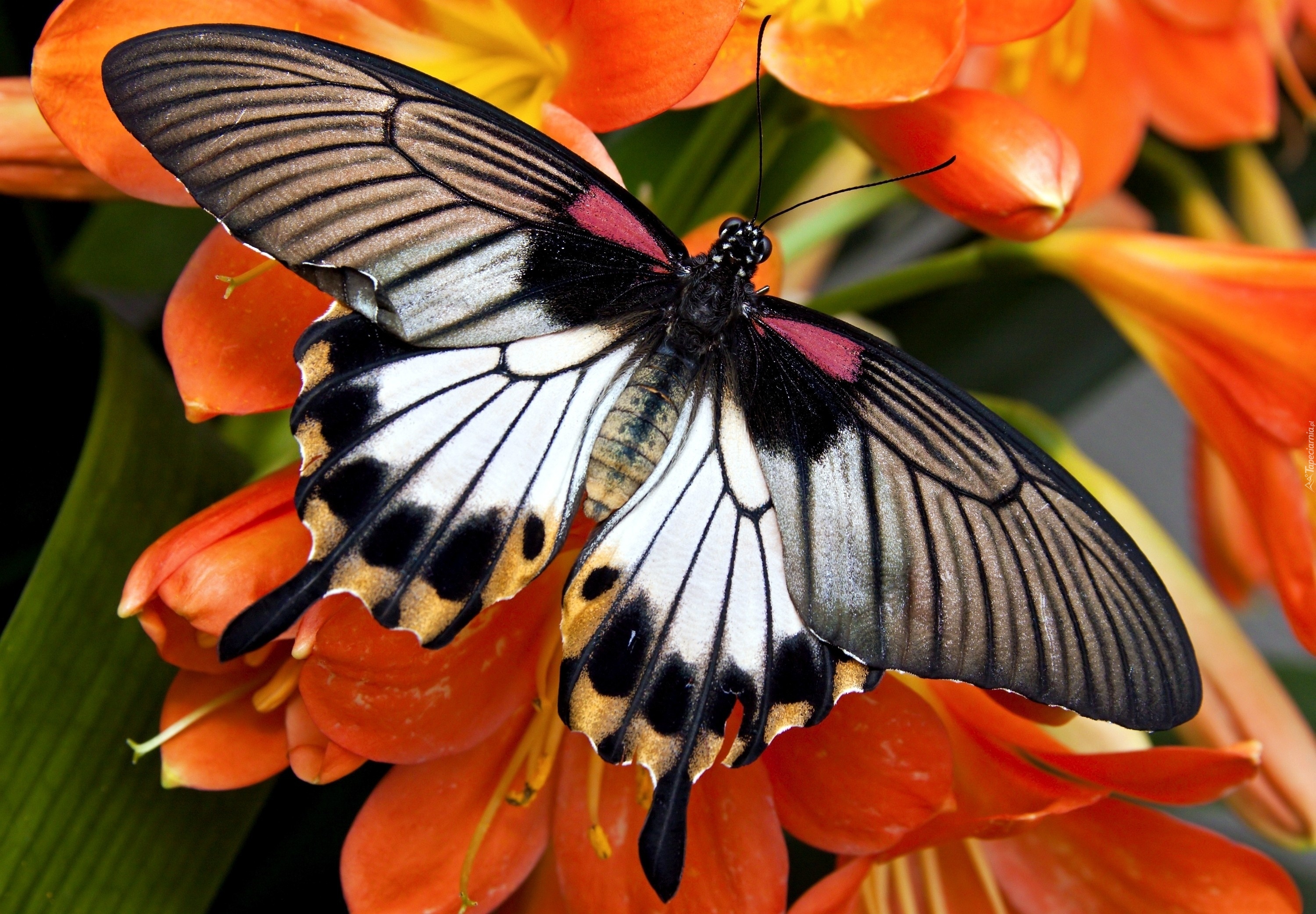 Motyl, Pomarańczowe, Kwiaty