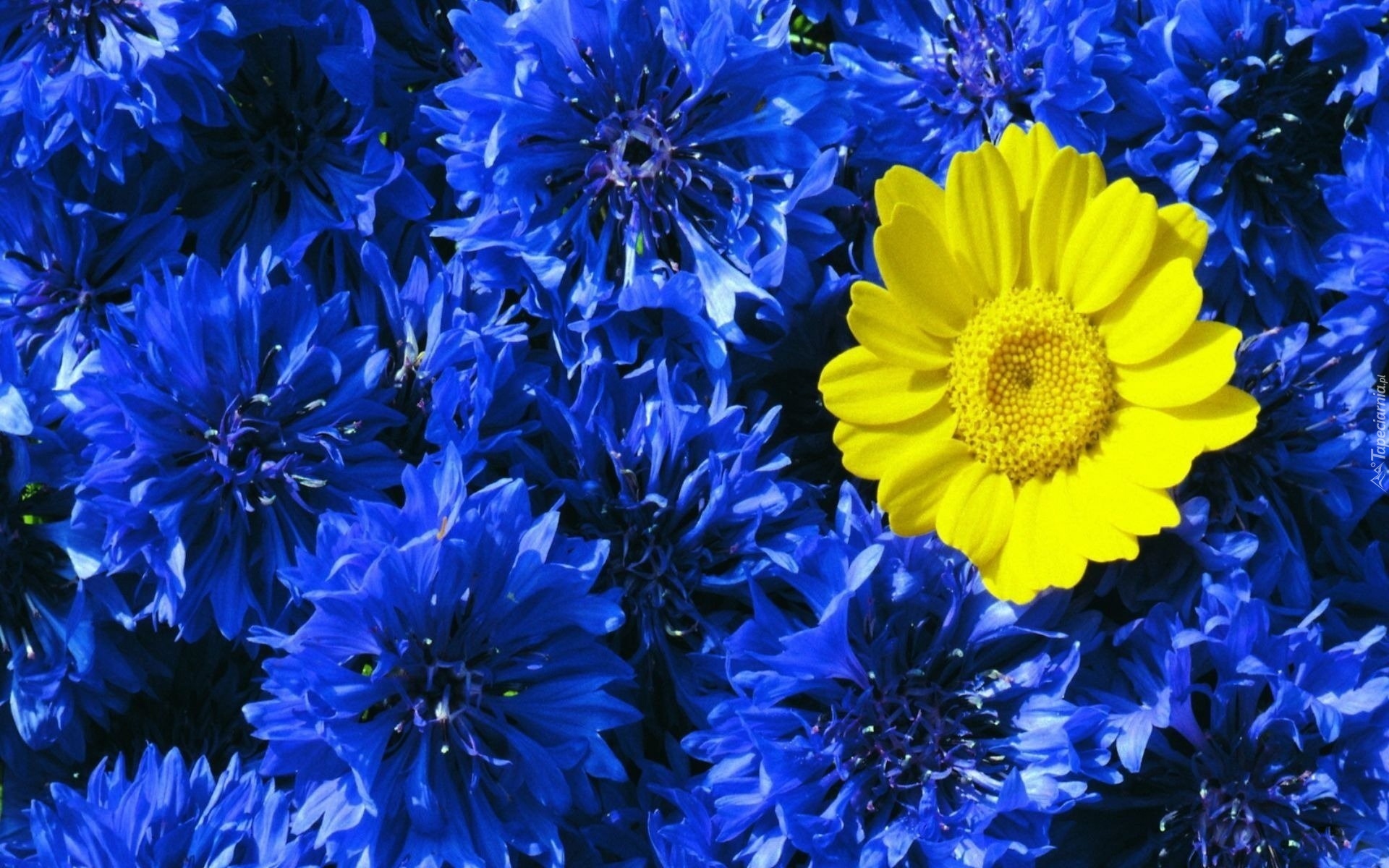 Żółty, Kwiat, Na, Tle, Niebieskich