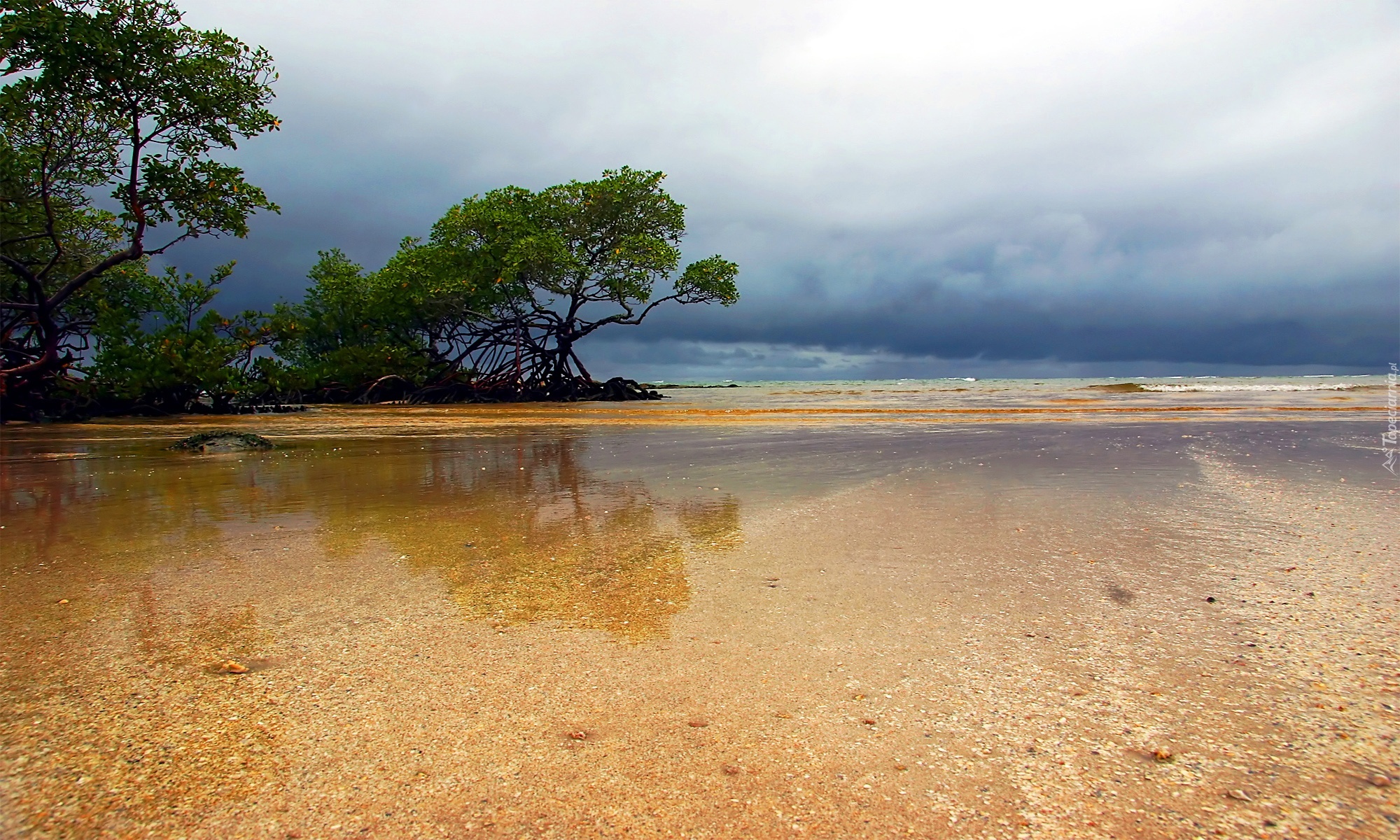 Drzewa, Woda, Plaża