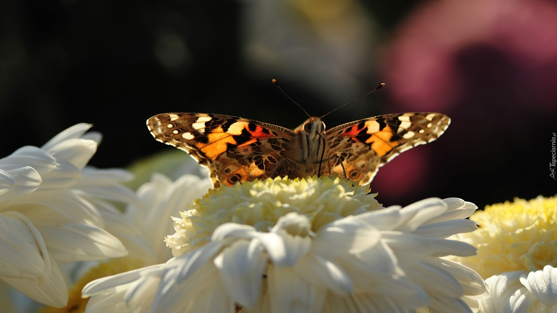 Kwiat, Motyl