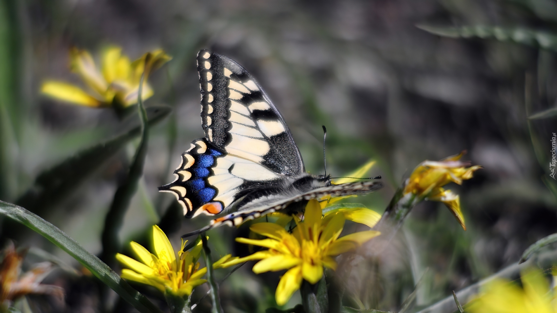 Motyl, Paź królowej, Żółte, Kwiaty