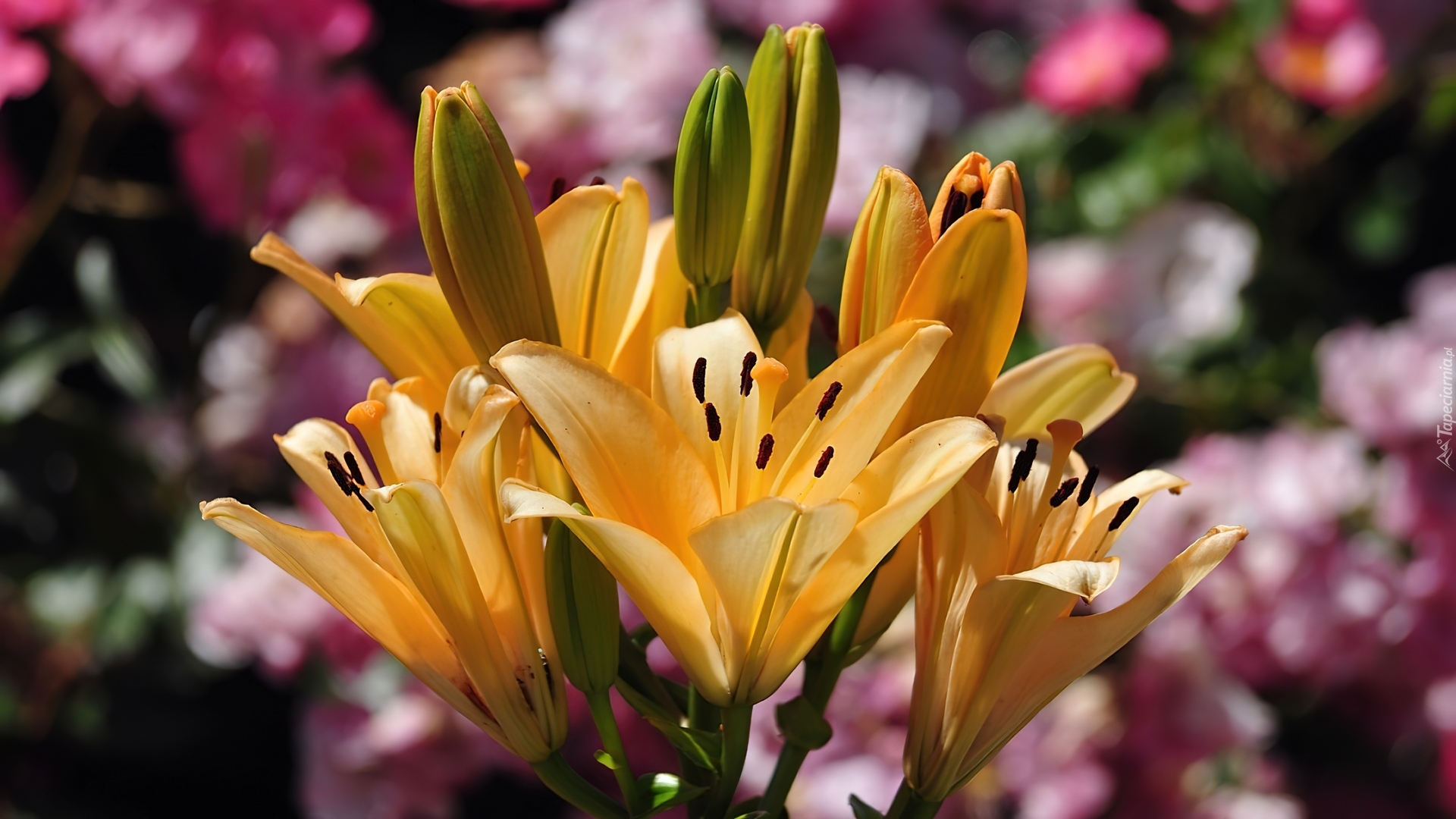 Żółte, Kwiaty, Lilie, Ogród