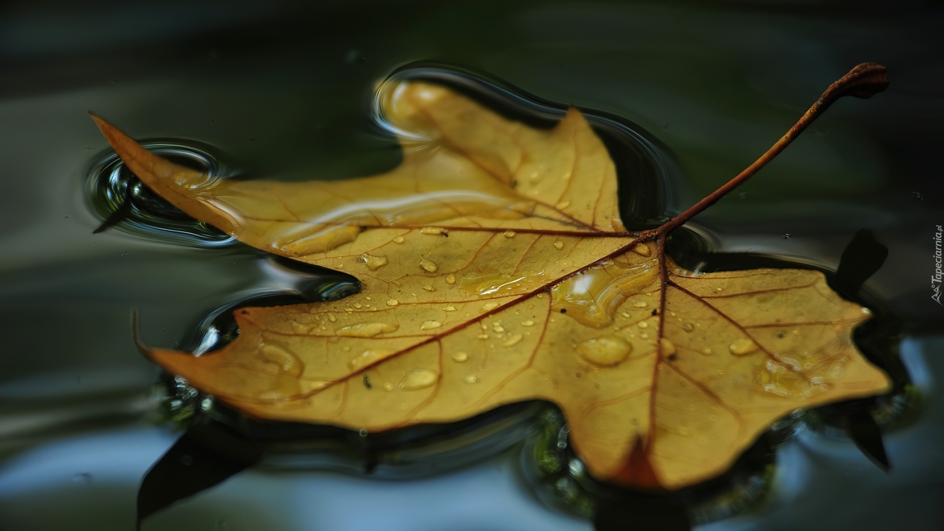 Да что говорить каждый осенний лист. Листья в луже. Листья на воде. Осень листья. Кленовый лист в луже.