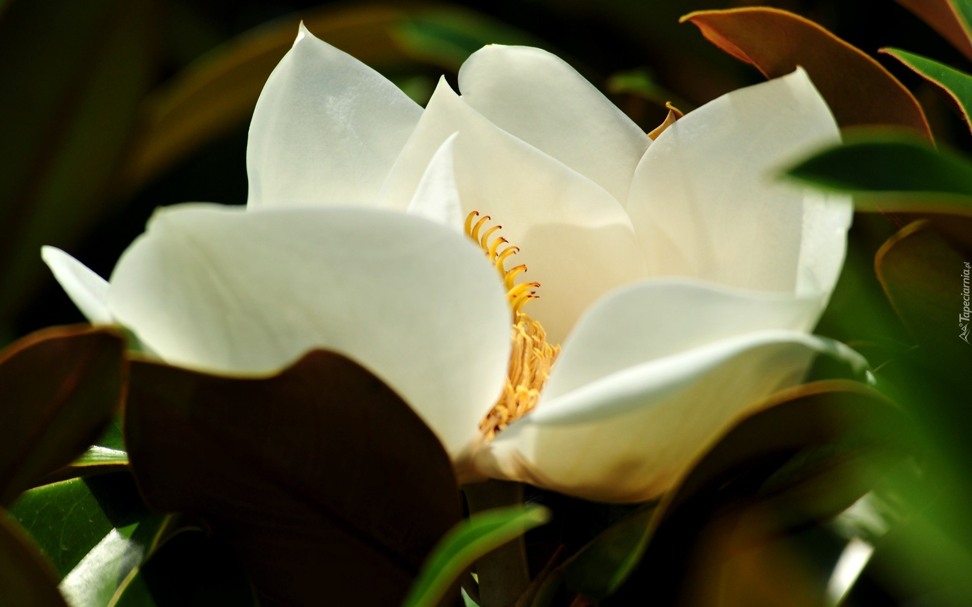 Biała, Magnolia, Kwiat, Liście