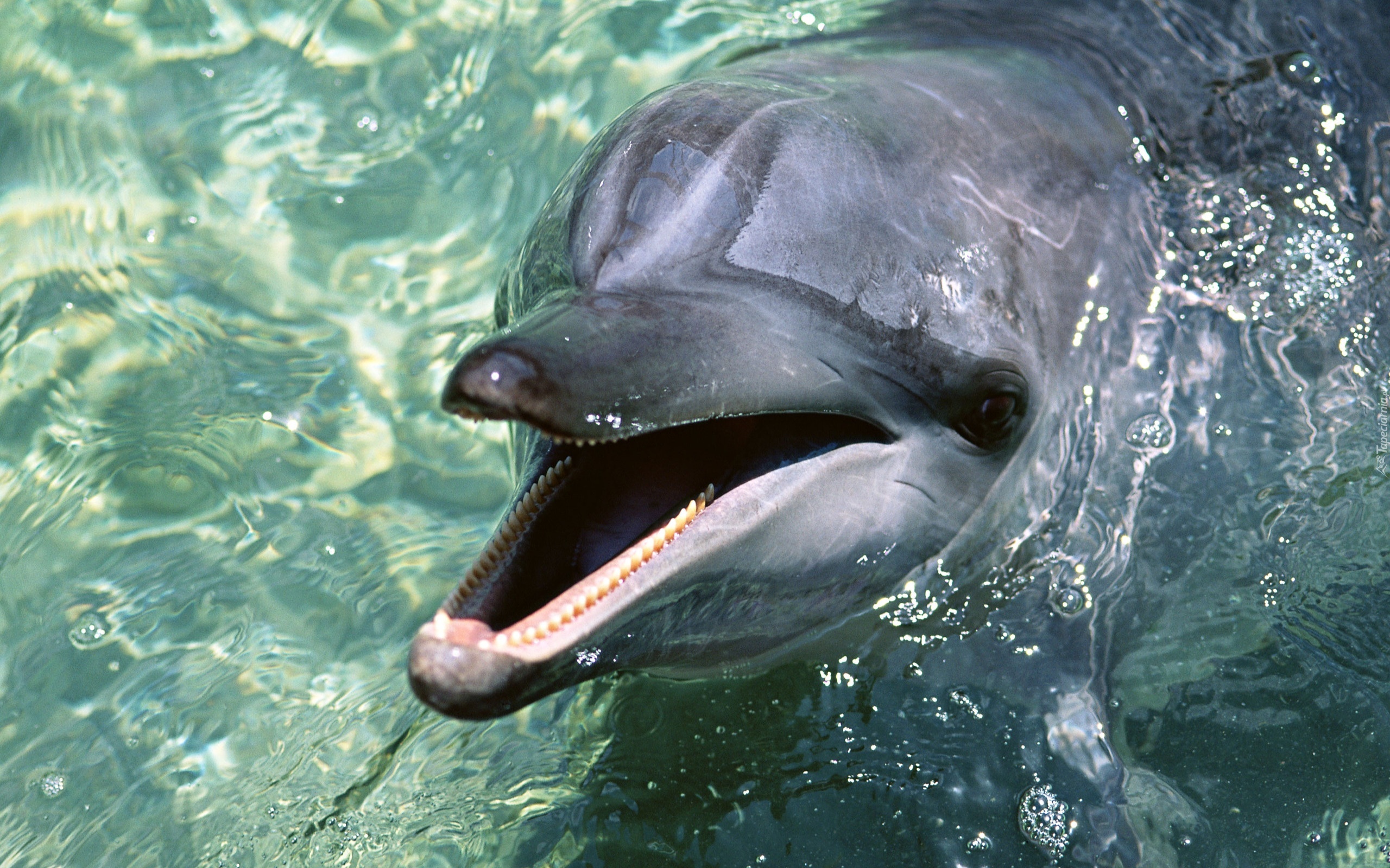 Delfin, Ząbki, Woda