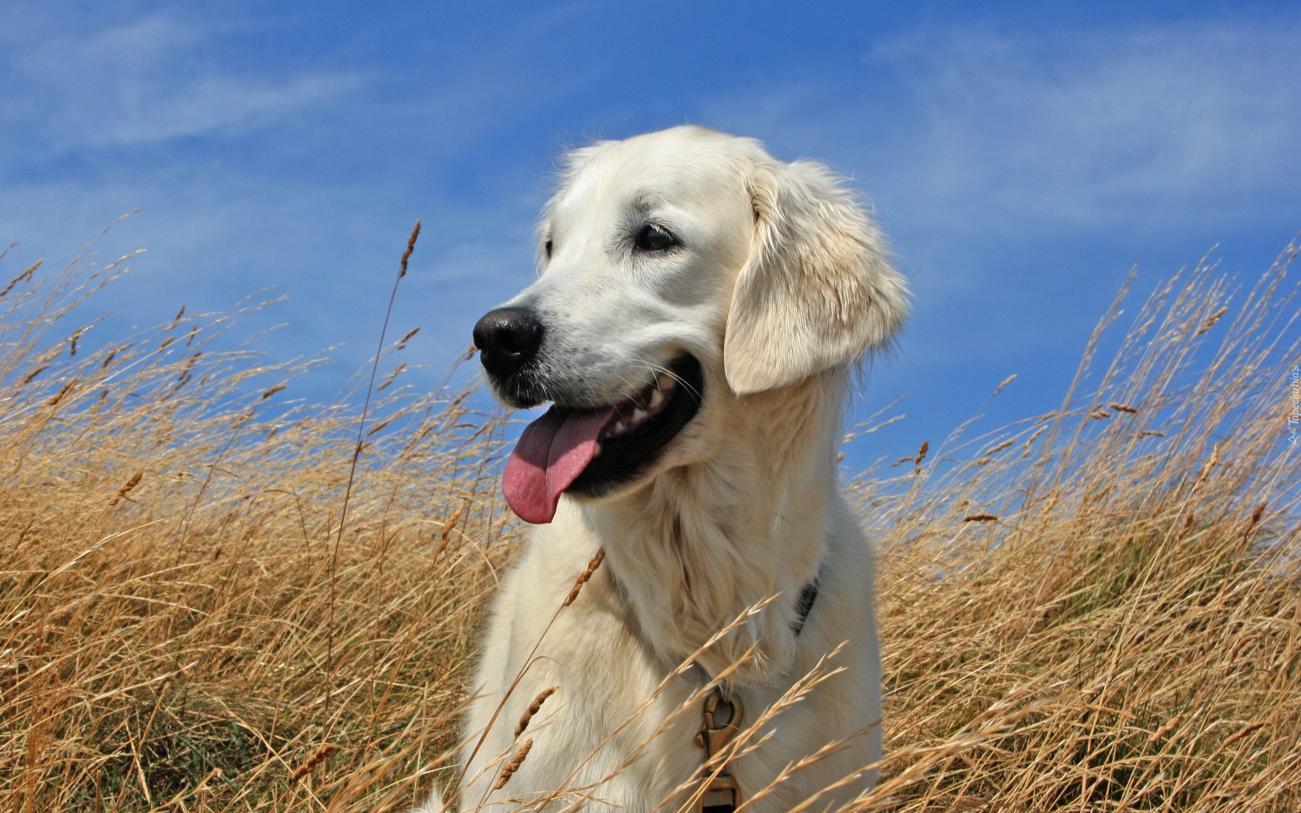 Trawa, Niebo, Golden Retriever