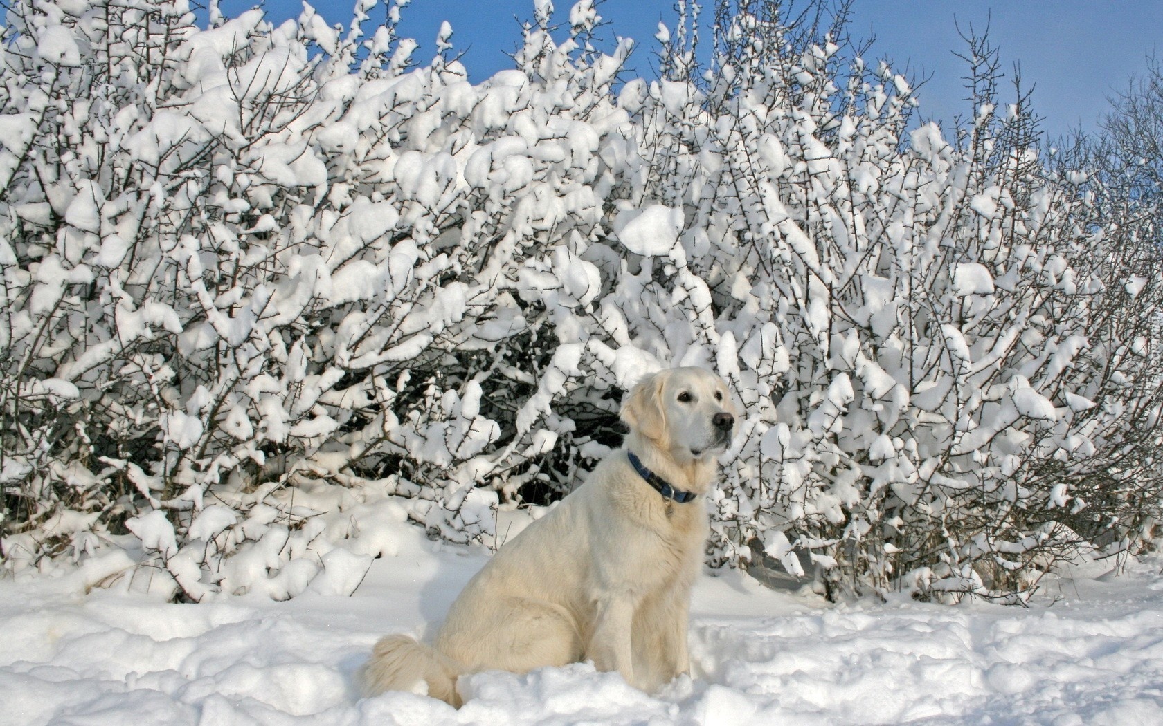 Śnieg, Krzewy, Biszkoptowy, Labrador