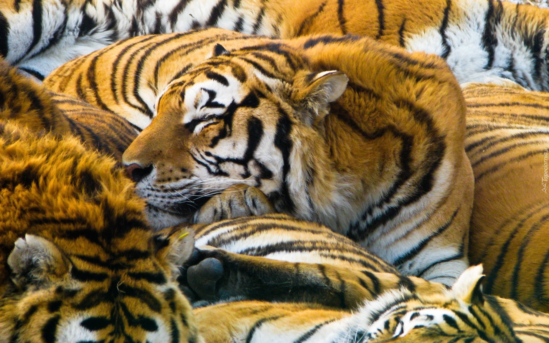 Śpiące, Tygrysy, Stado