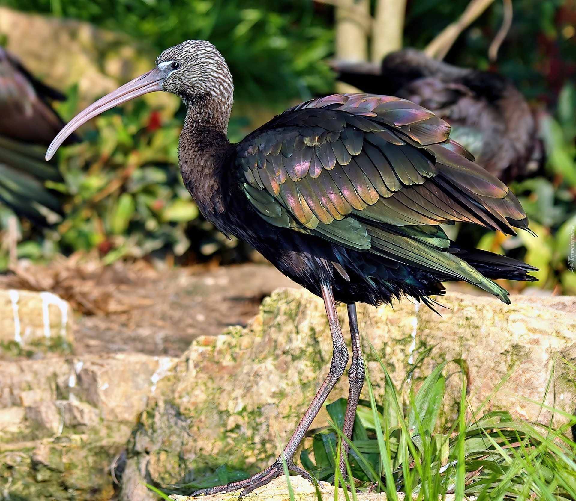 Ibis